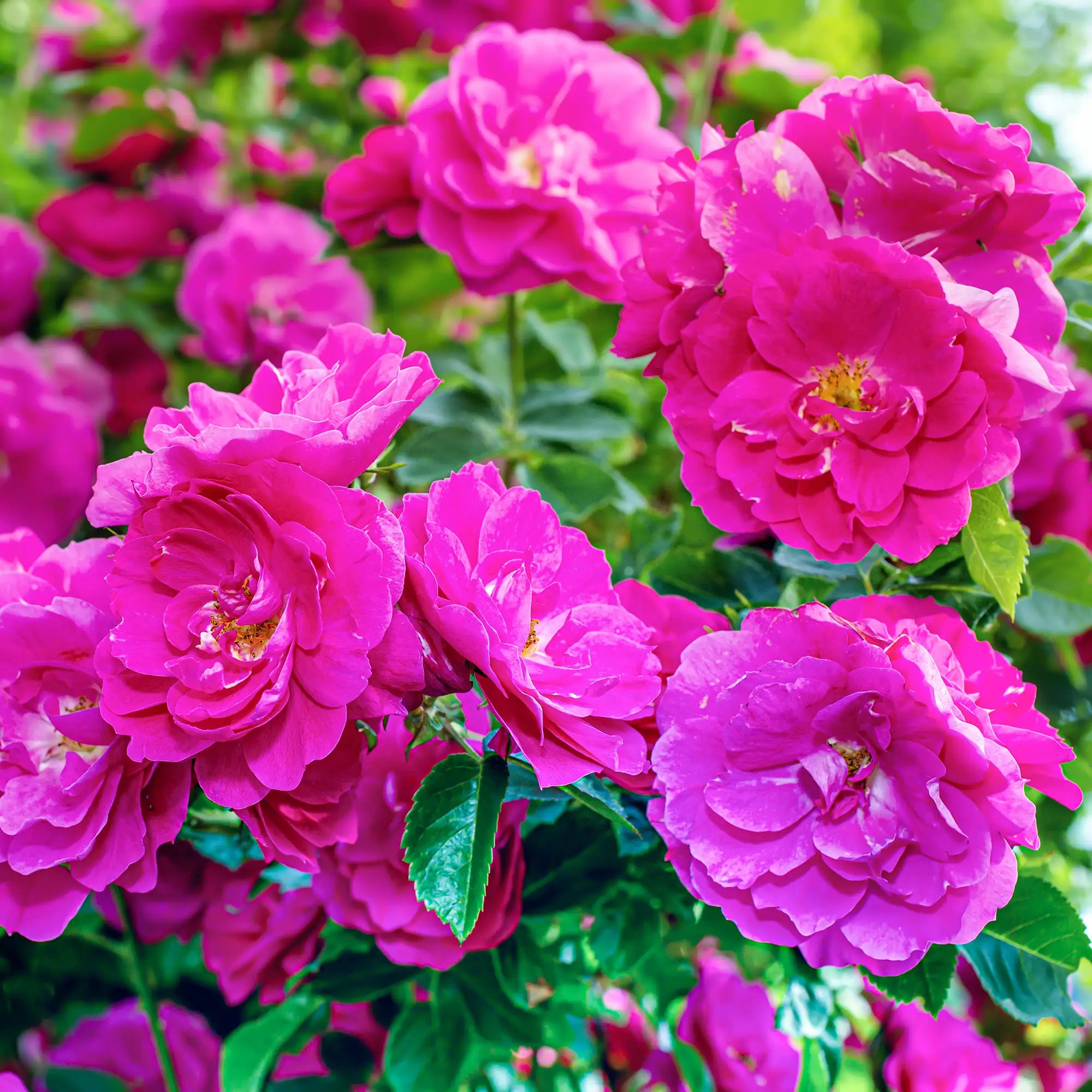'John Cabot' Explorer Shrub Rose
