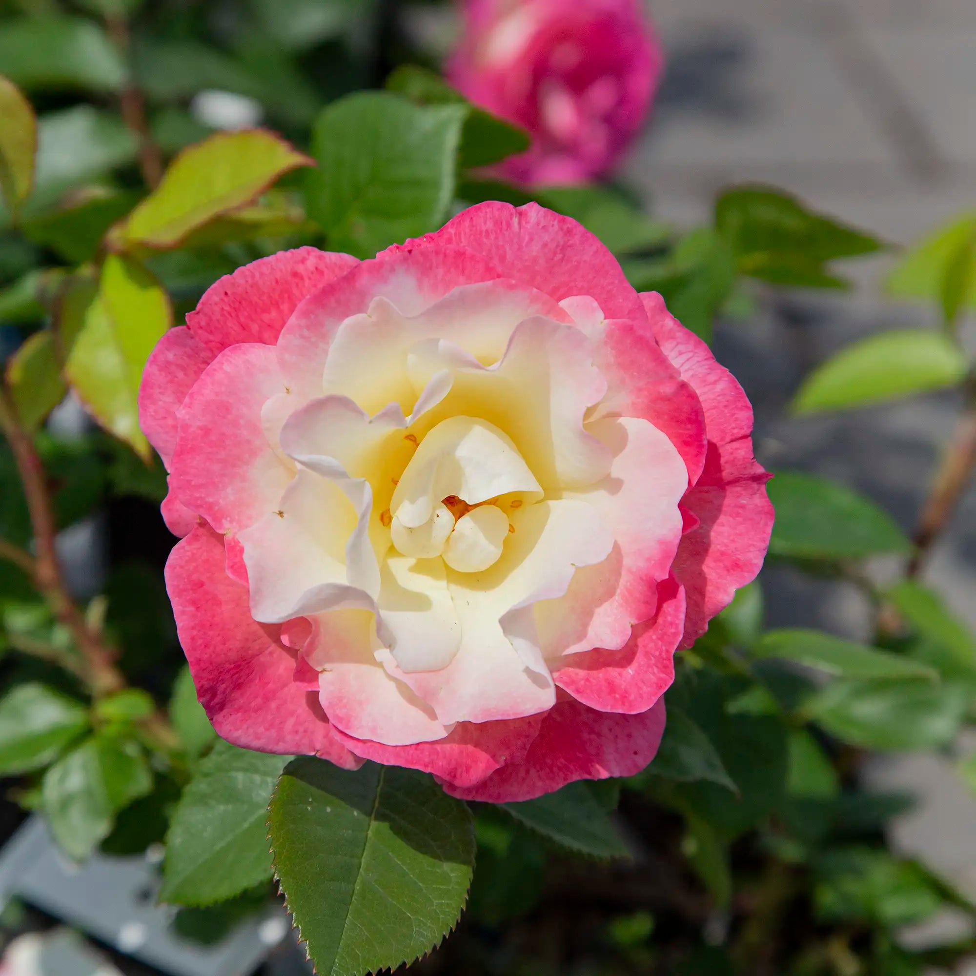 'Kathy Wade' Floribunda Rose