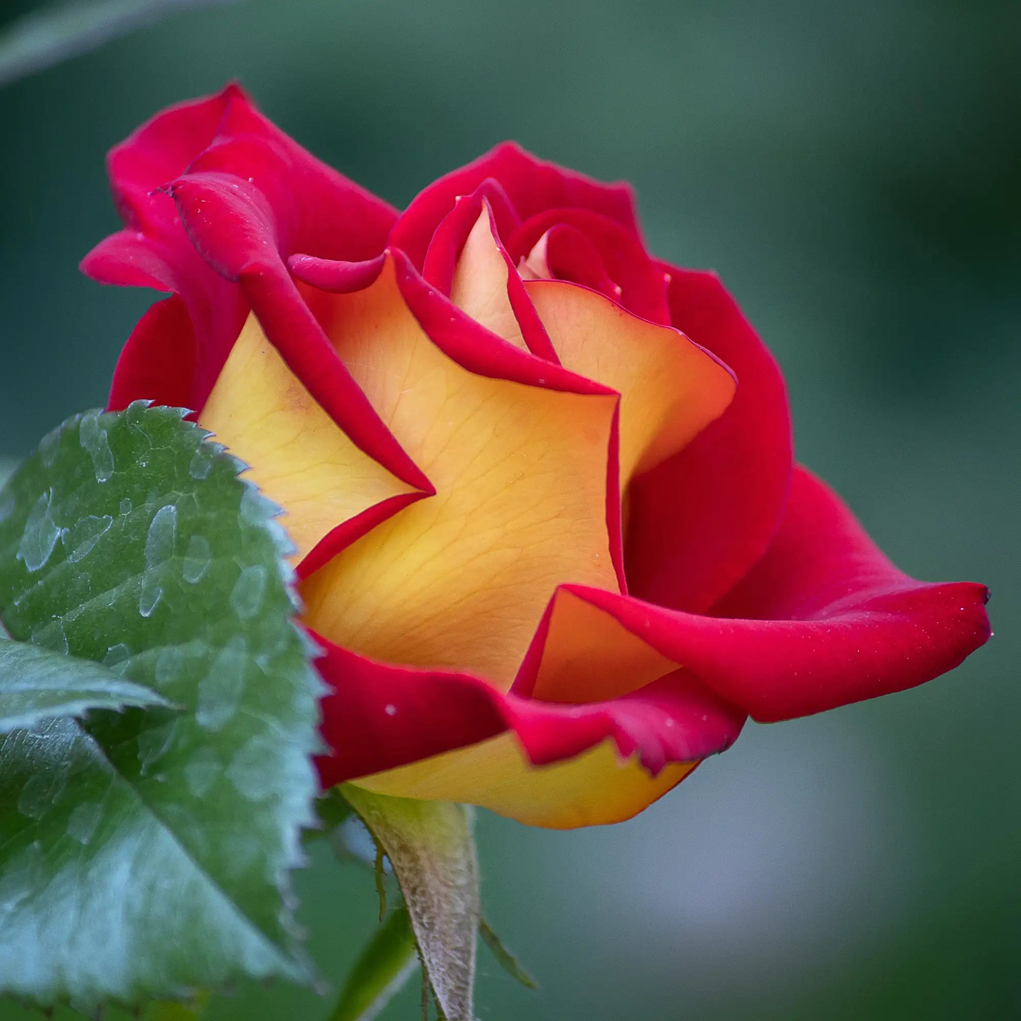 'Ketchup and Mustard' Floribunda Rose