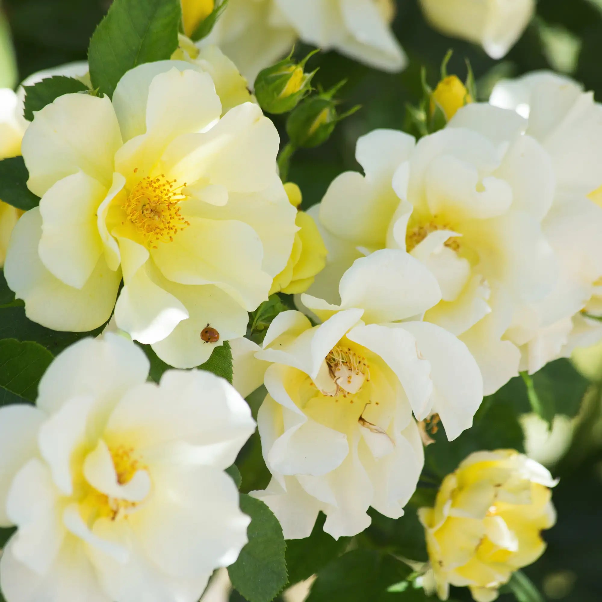 'Knock Out® Sunny' Landscape Shrub Rose