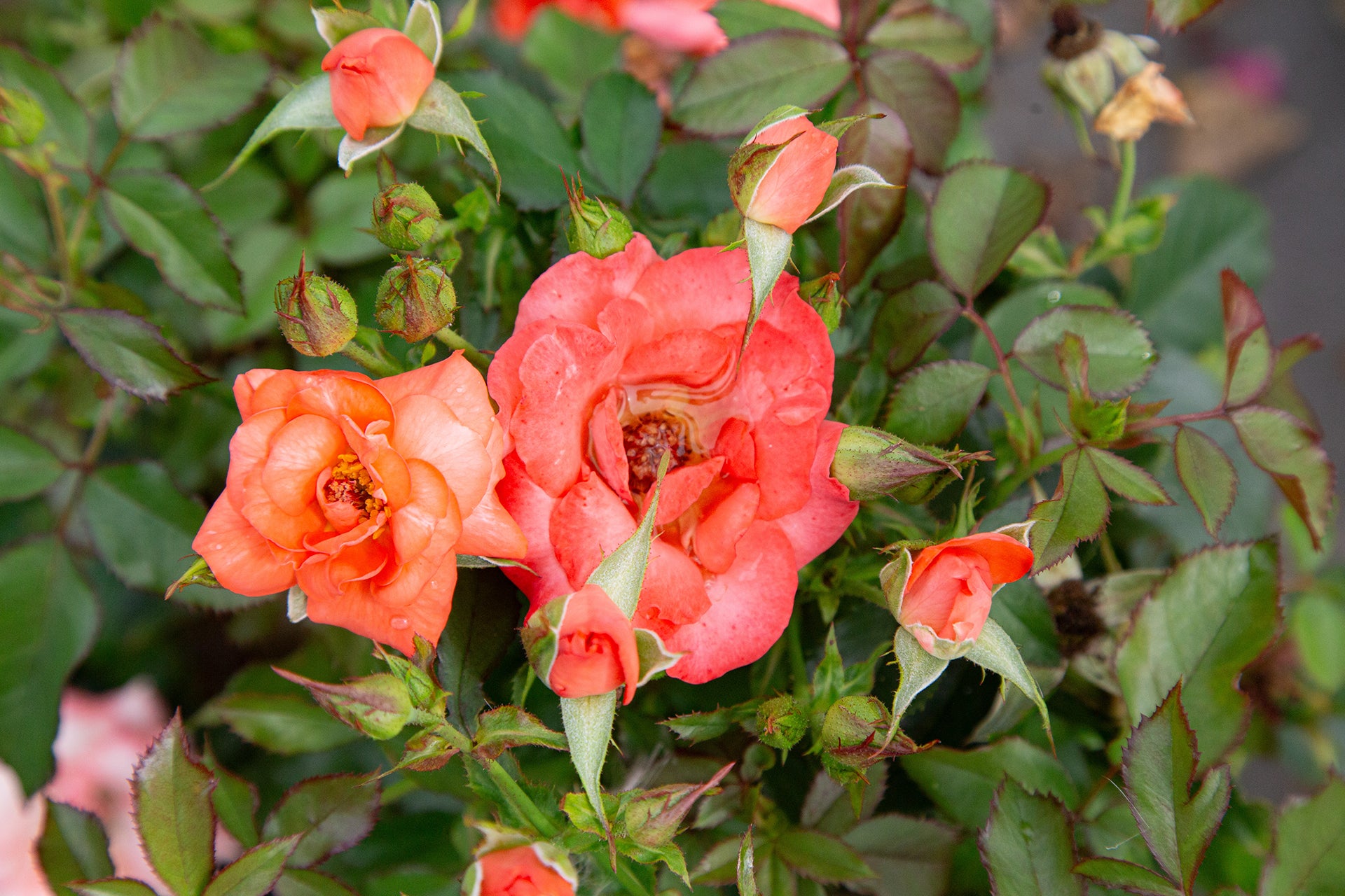 'Marmalade Skies' Floribunda Rose