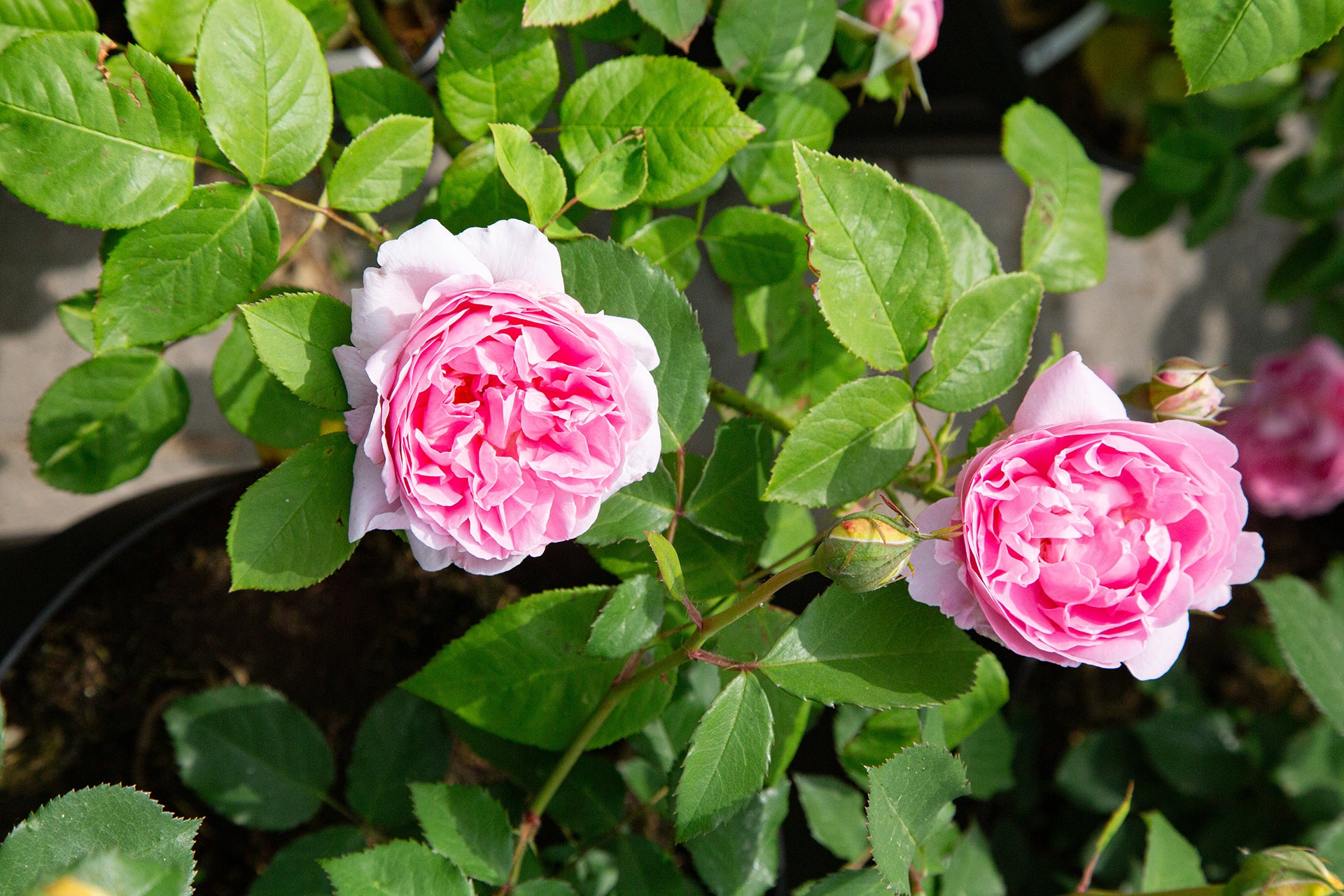 'Mary Rose®' David Austin® English Rose