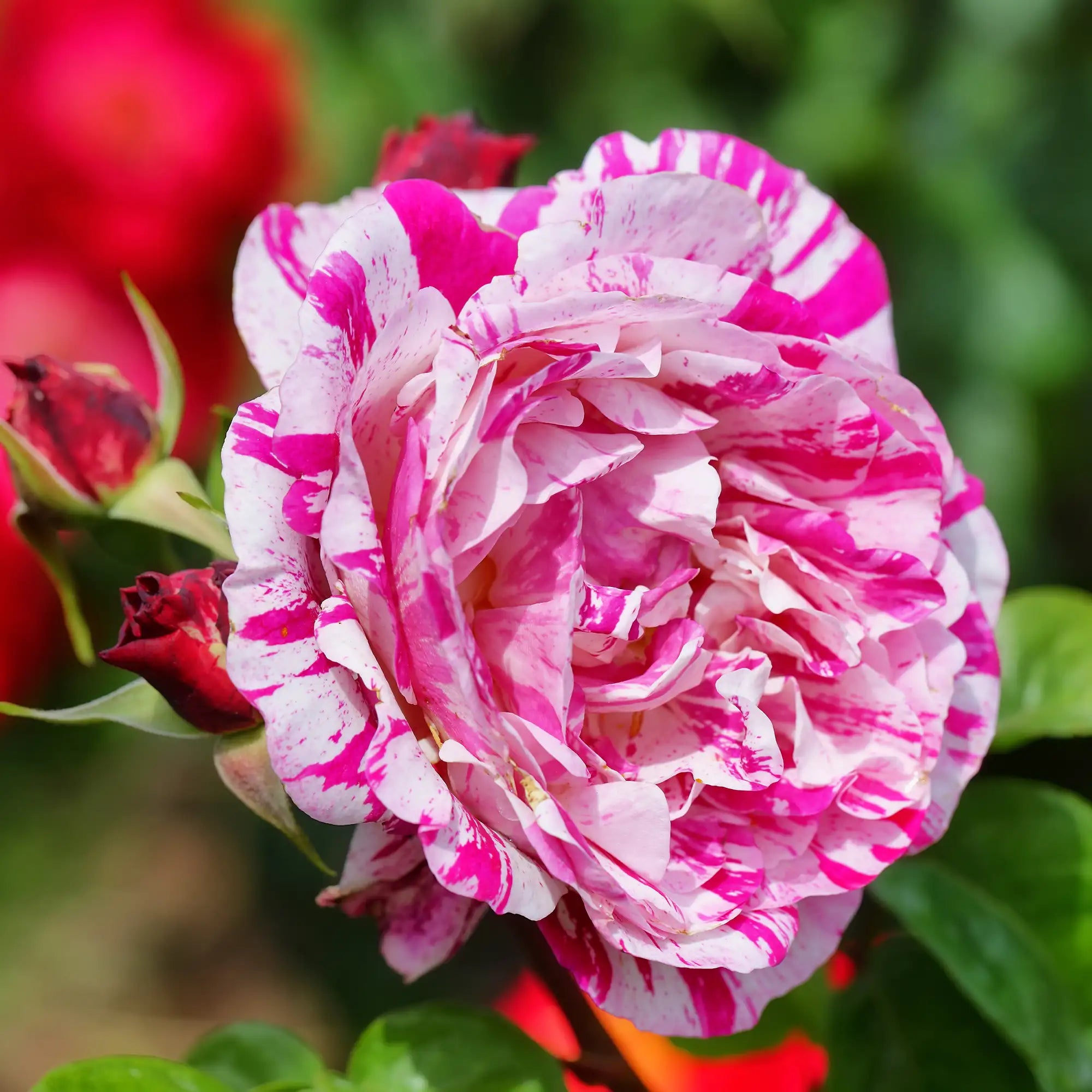 'Neil Diamond' Hybrid Tea Rose