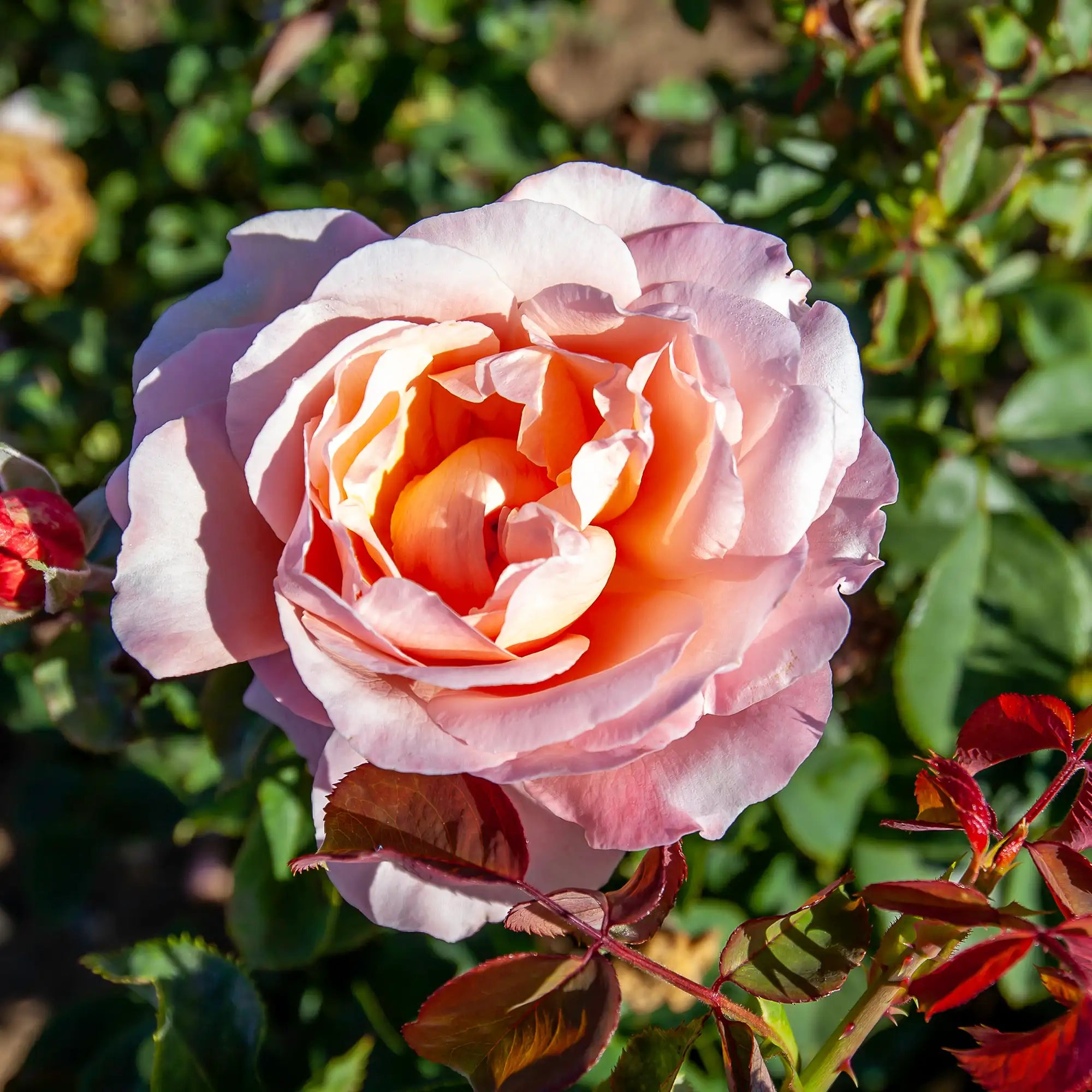 'Sight Saver' Hybrid Tea Rose