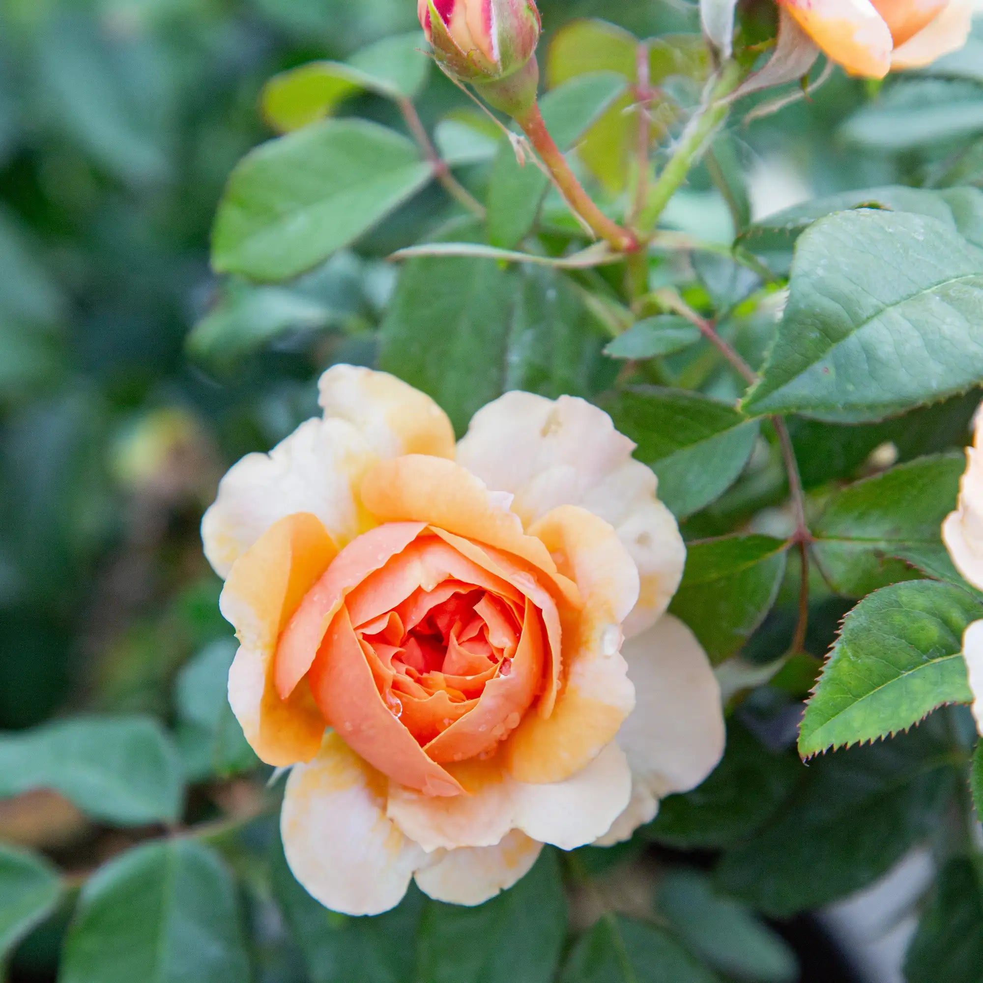 'Soul Sister' Floribunda Rose