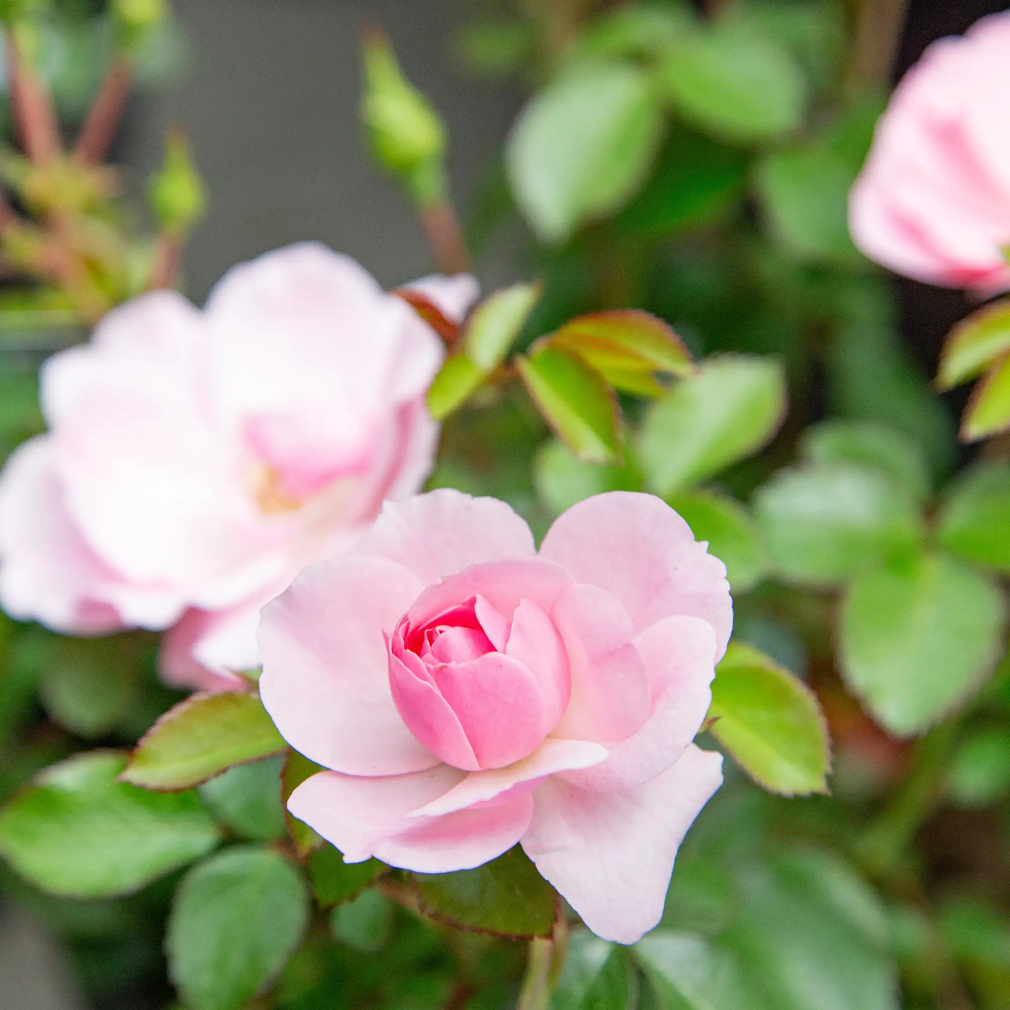 'The Fairy' Landscape Shrub Rose