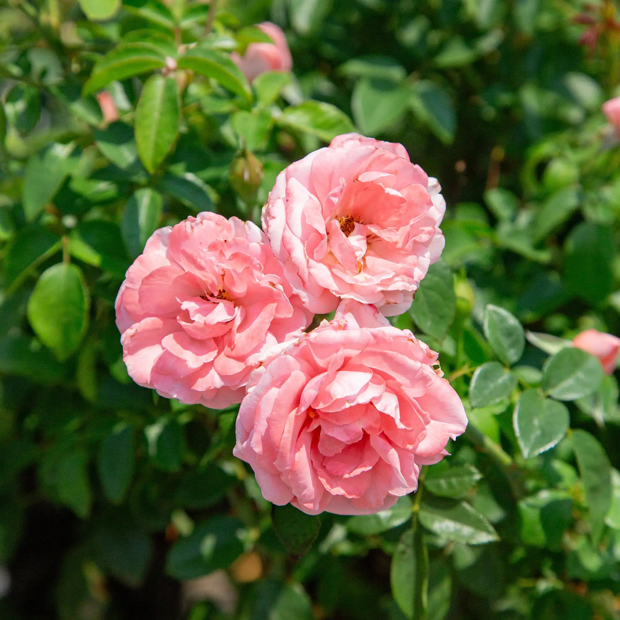 'William P.J. MacCarthy' Landscape Shrub Rose