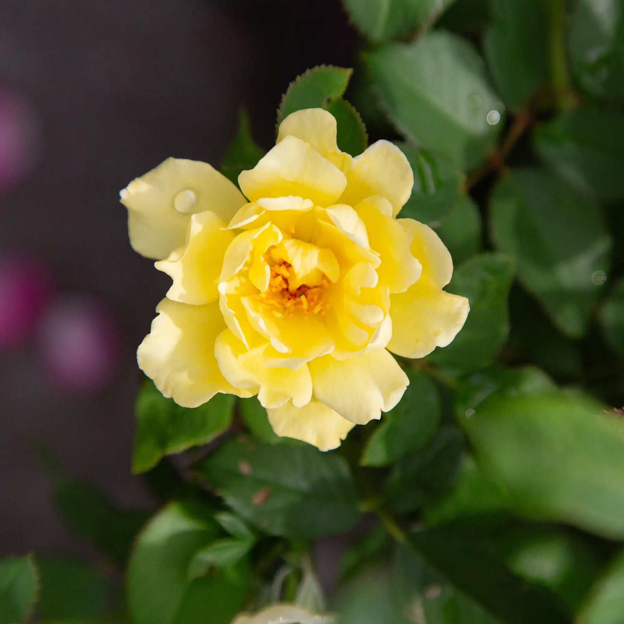 'Yukon Sun' Landscape Shrub Rose