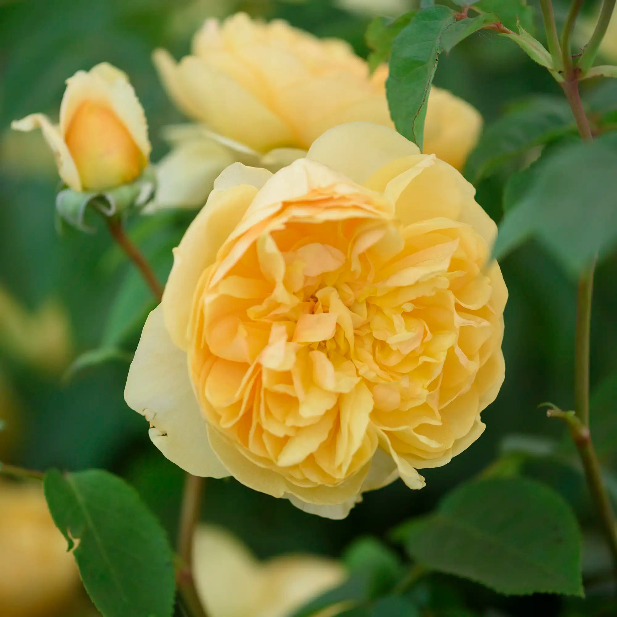 Yellow English rose closeup