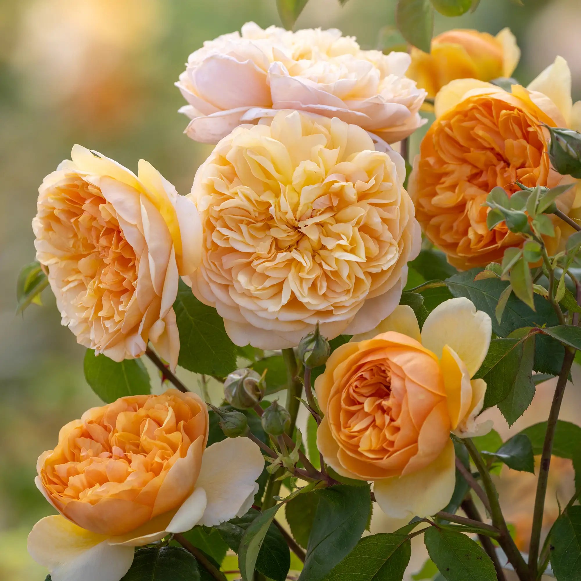 Apricot orange frilly double English rose flowers