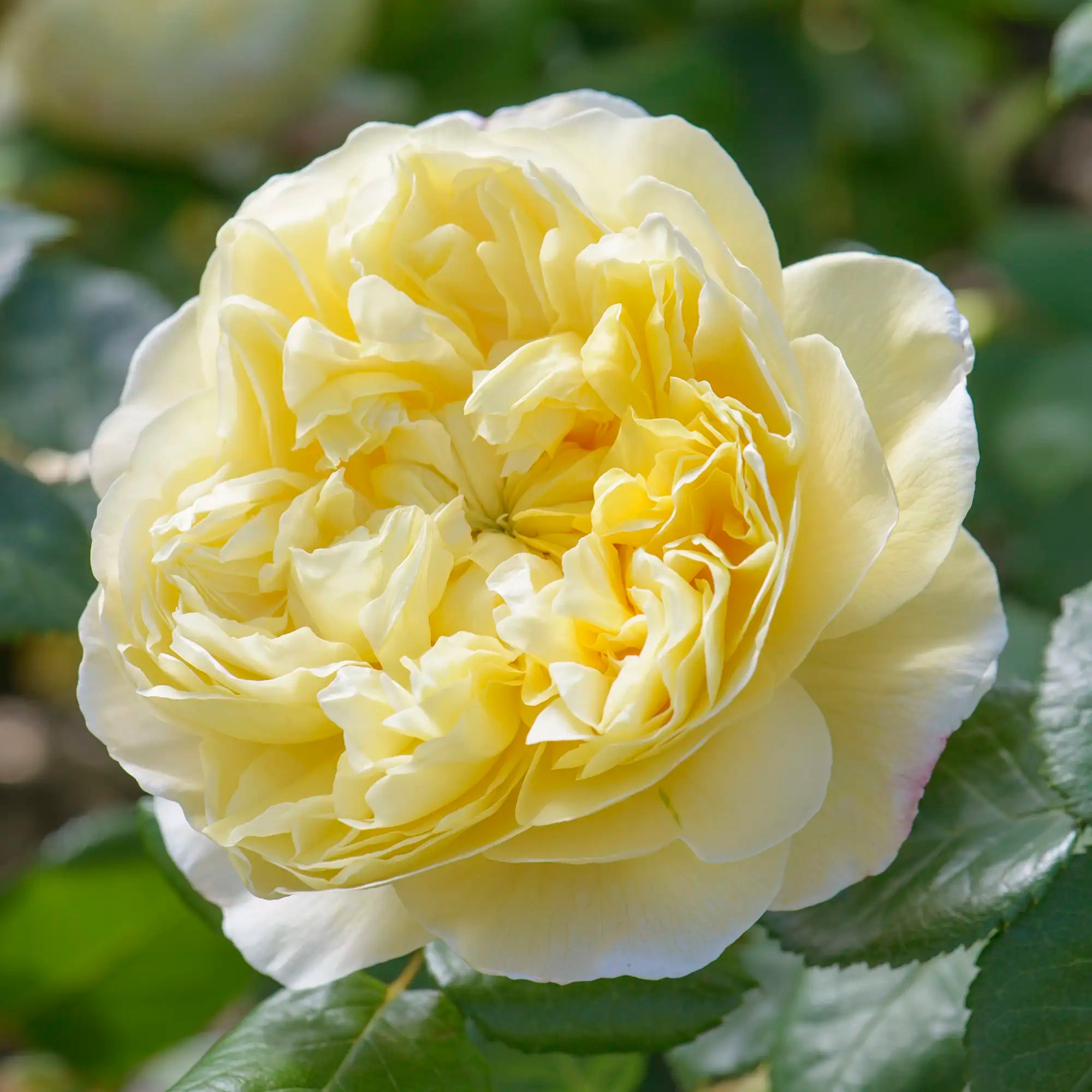 Pale yellow fluffy English rose
