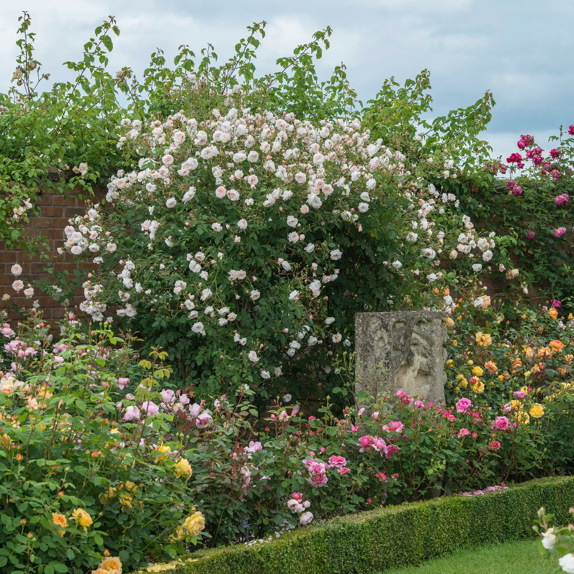 White English rose rambler climbing in a garden