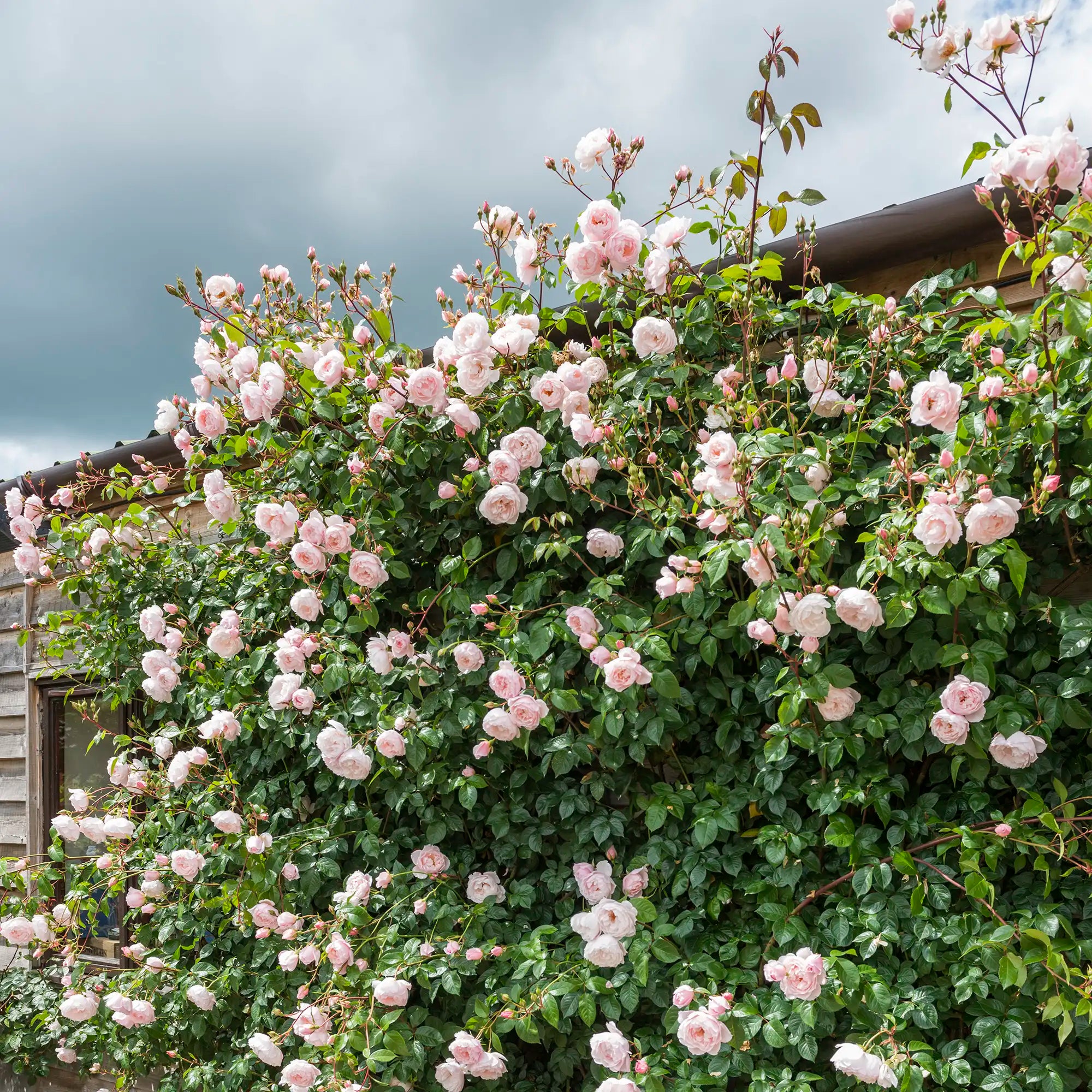 Climbing pink English rose
