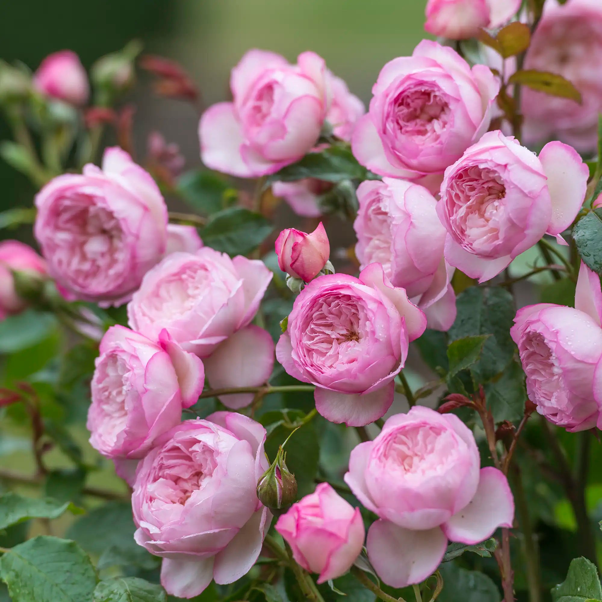 Two-toned pink English rose closeup