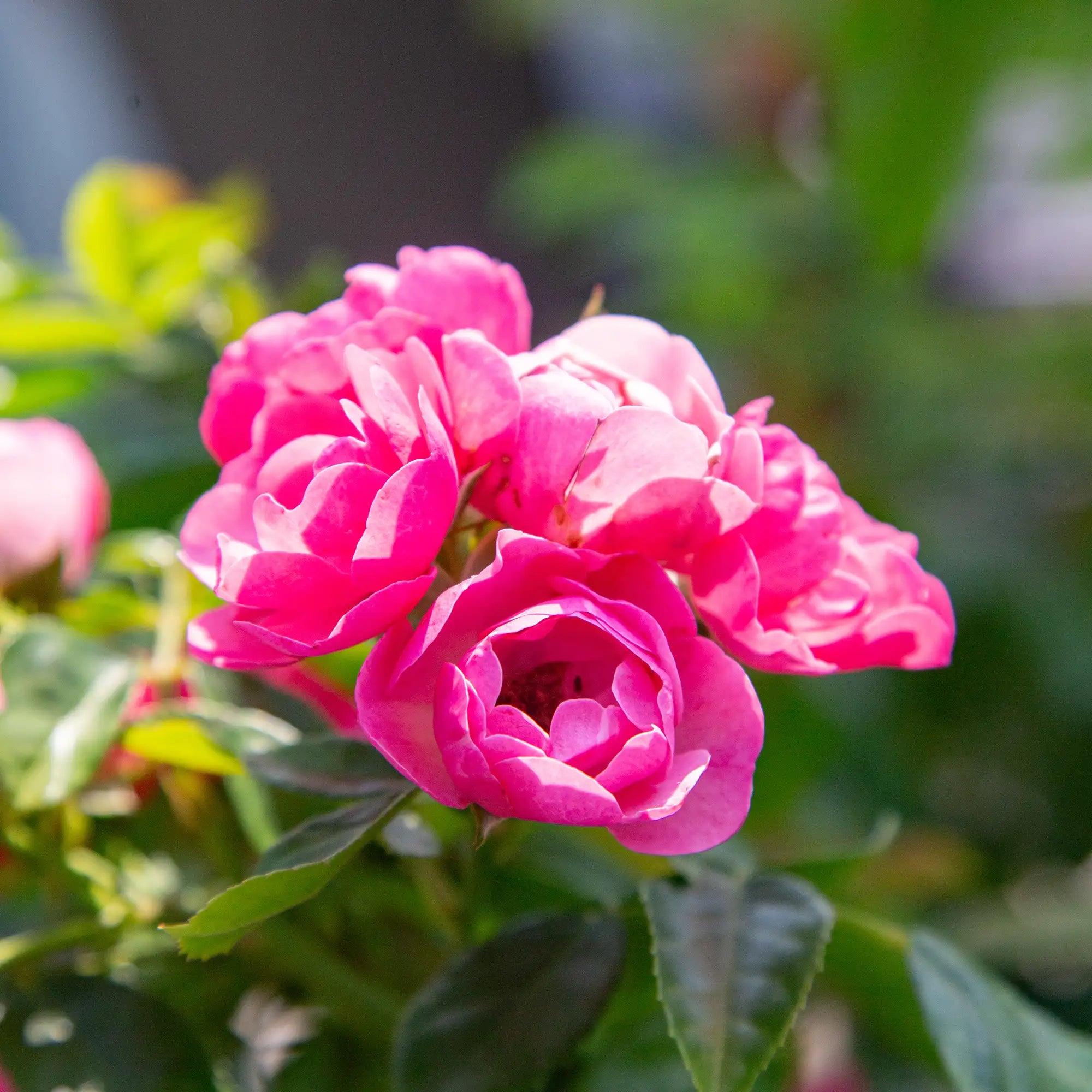 Close-up of pink Angela Rose in bloom with green leaves