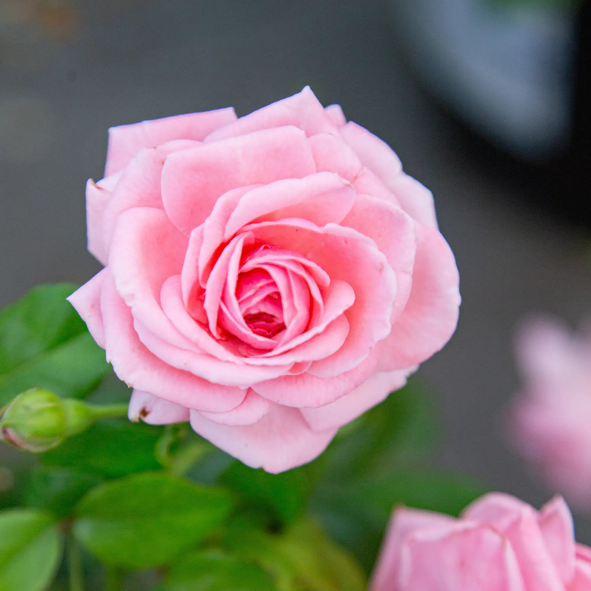 Close-up of light pink Coral Dawn Rose in bloom with green leaves