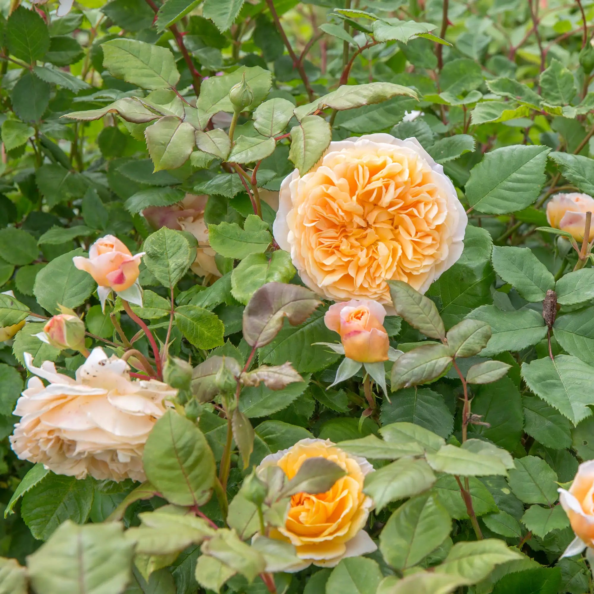 Close-up of a peach Crown Princess Margareta rose in bloom with green leaves