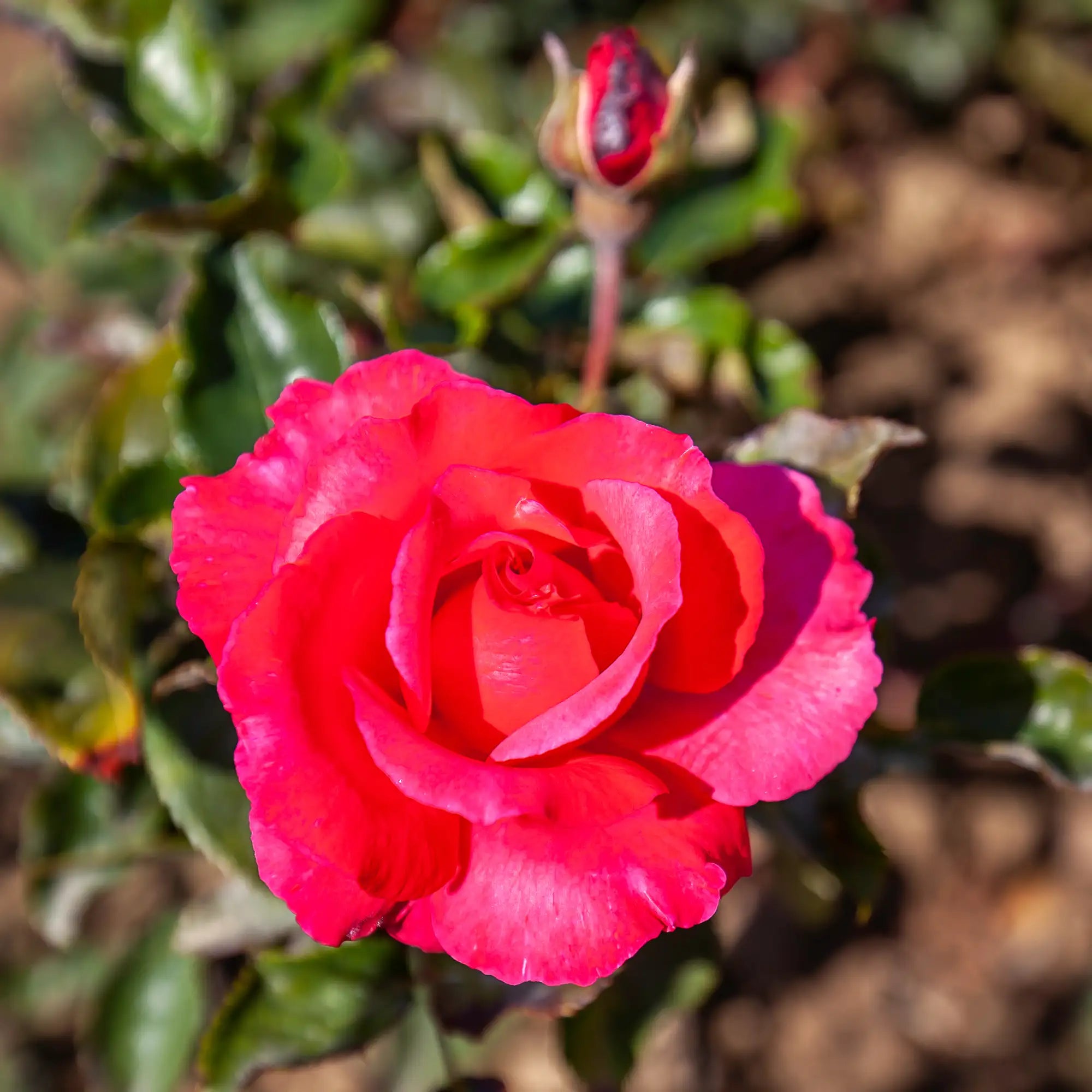 Close-up of red Dizzy Heights Rose in bloom with green leaves