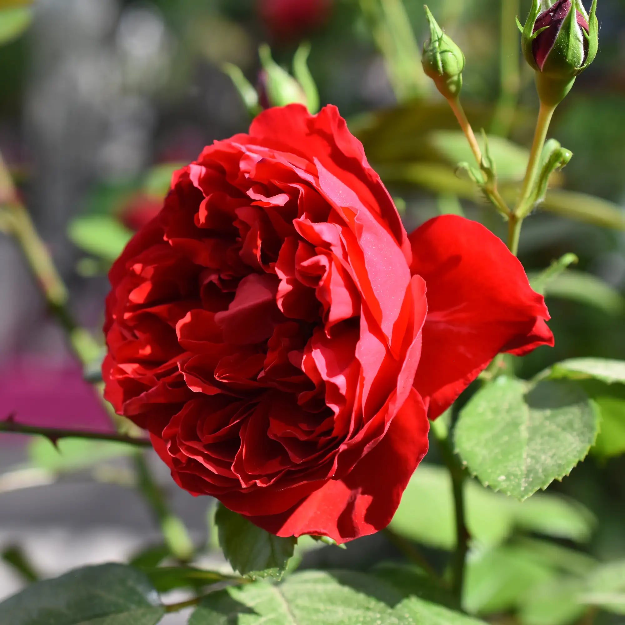 Close-up of red Florentina Arborose Rose in bloom with green leaves