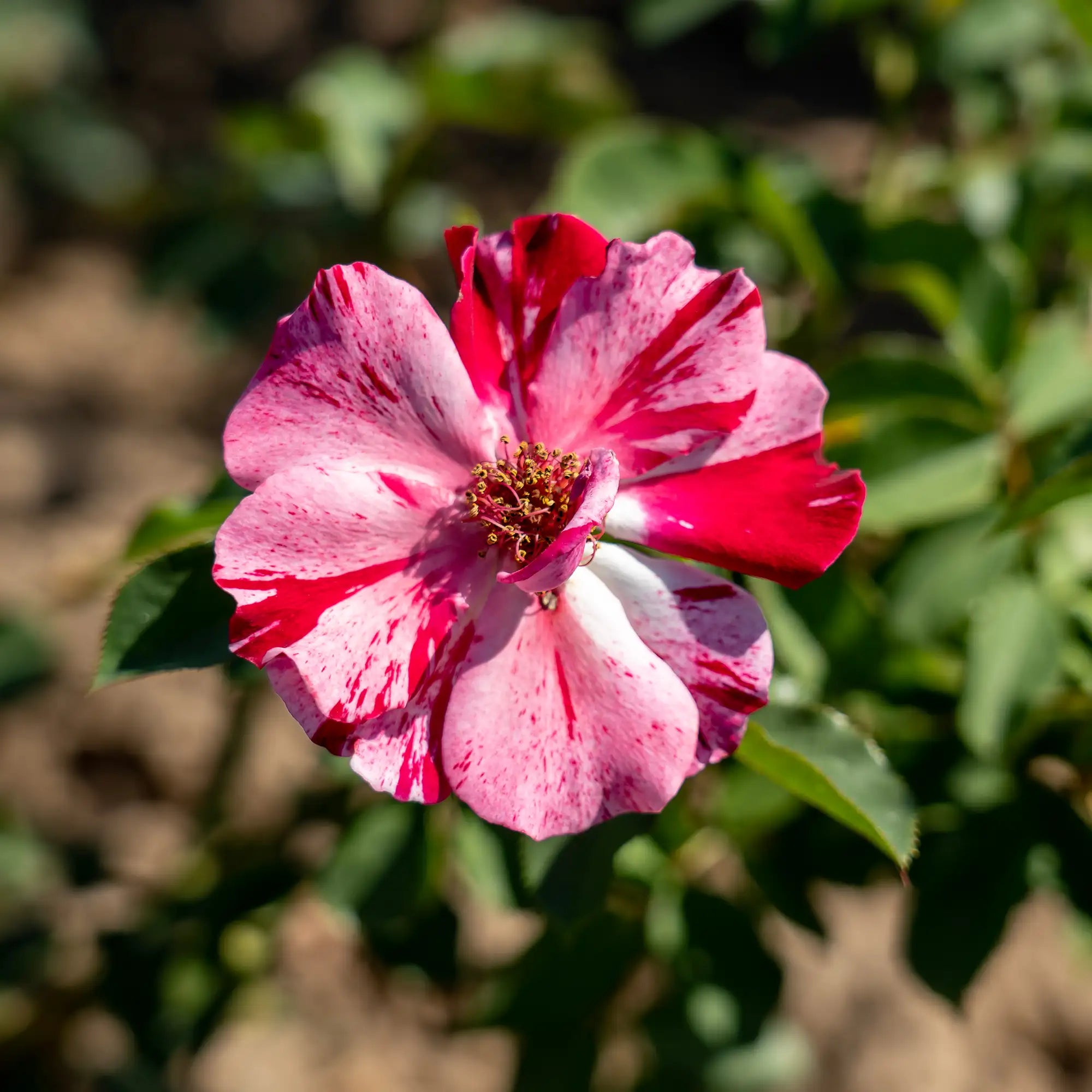 Close-up of red and white striped Fourth of July Rose in bloom with green leaves