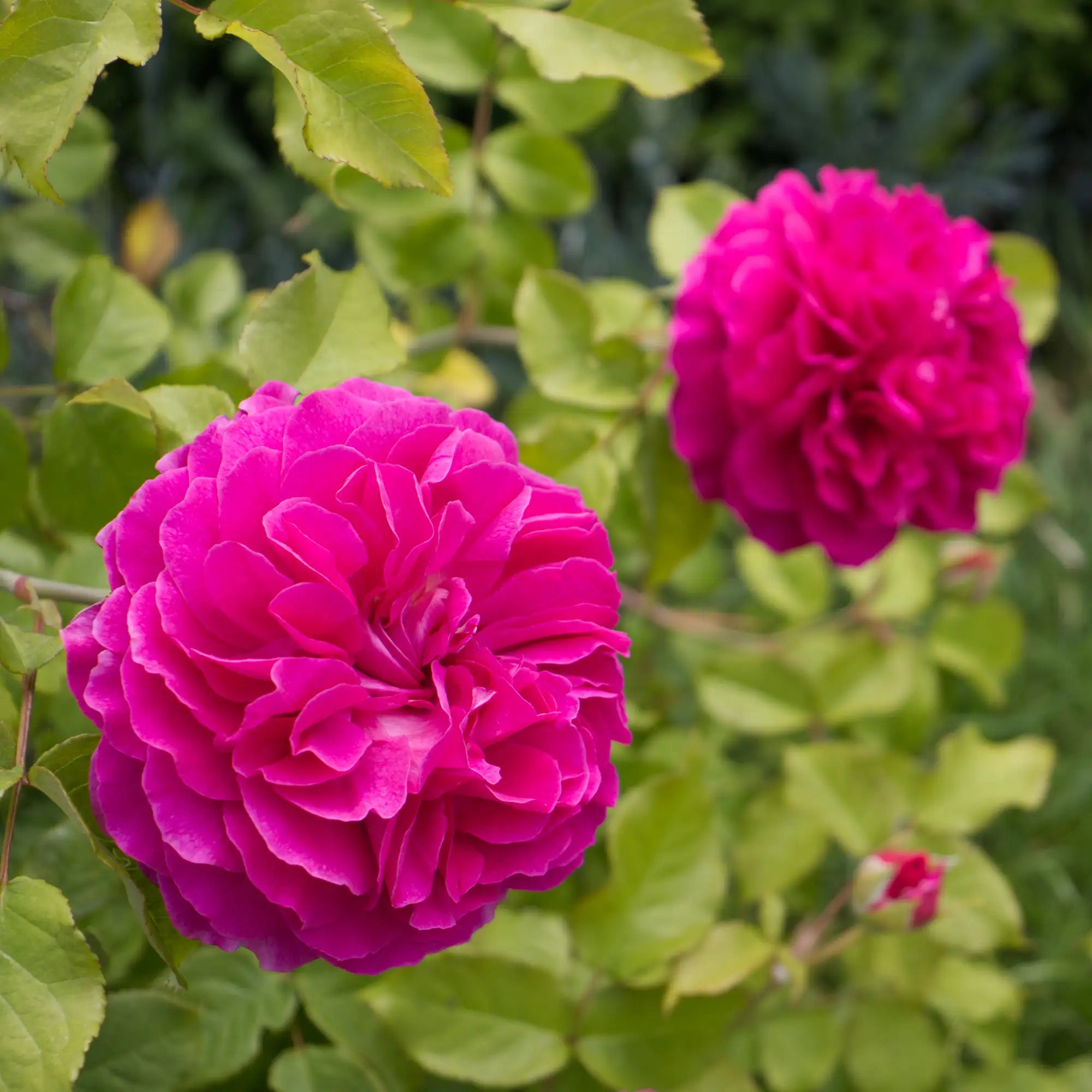 Two vibrant pink roses with green leaves in the background