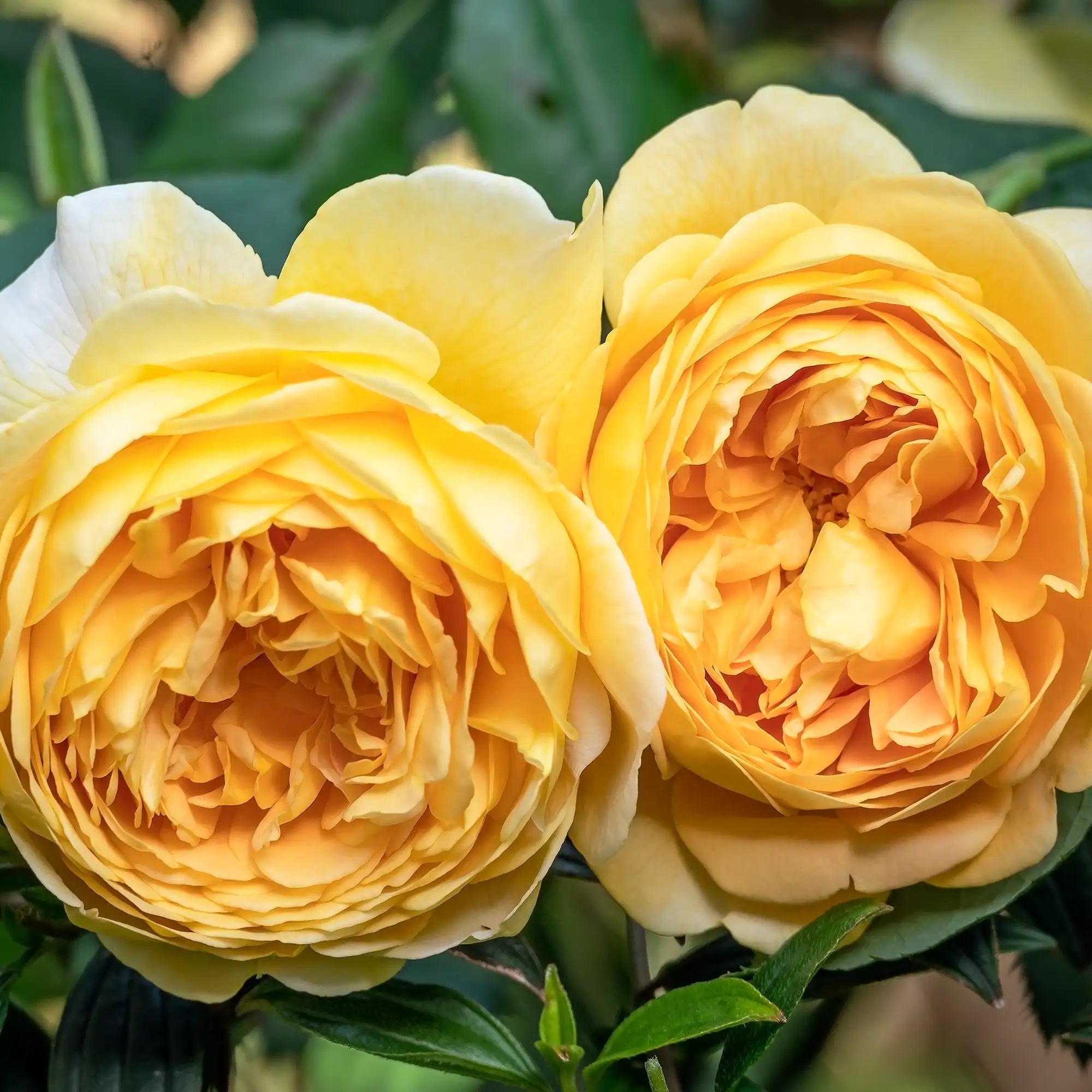 Two yellow roses with green leaves in the background