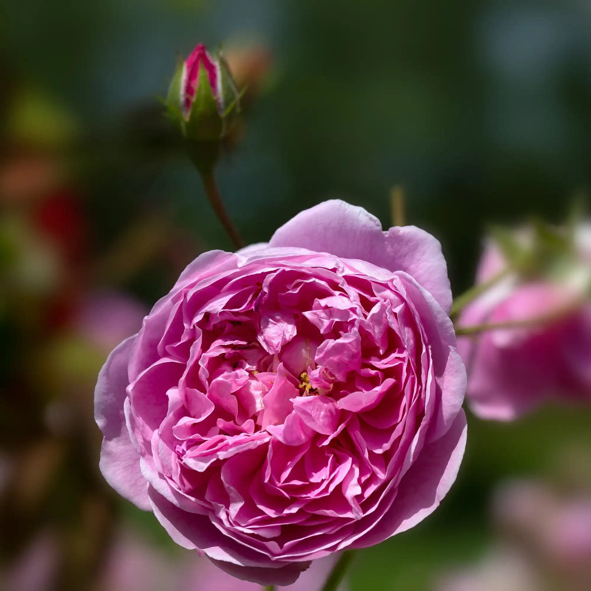 Close-up of a pink rose with a blurred background