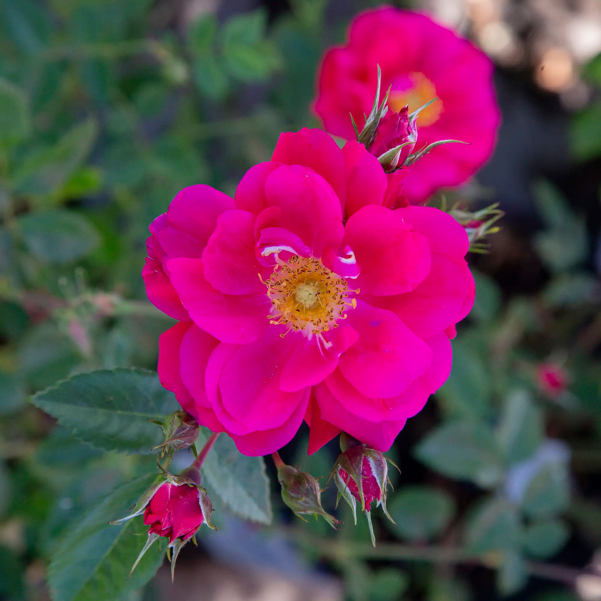Close-up of vibrant pink Henry Kelsey Rose in bloom with green leaves