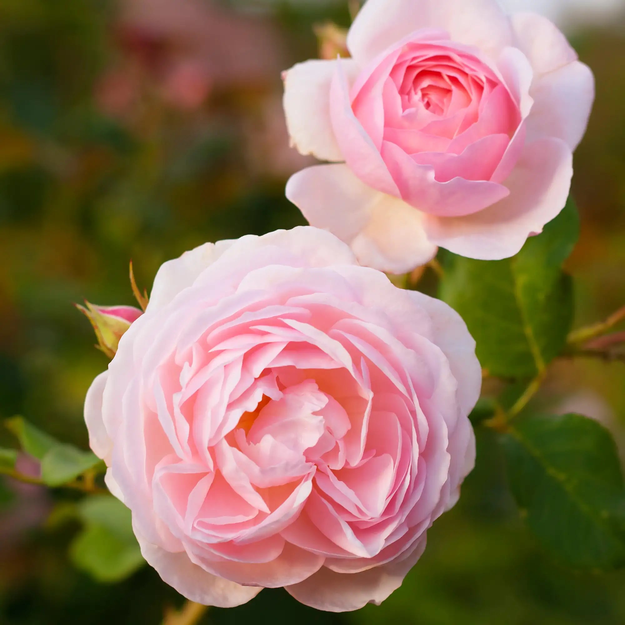 Close-up of two pink roses with green leaves on a blurred natural background