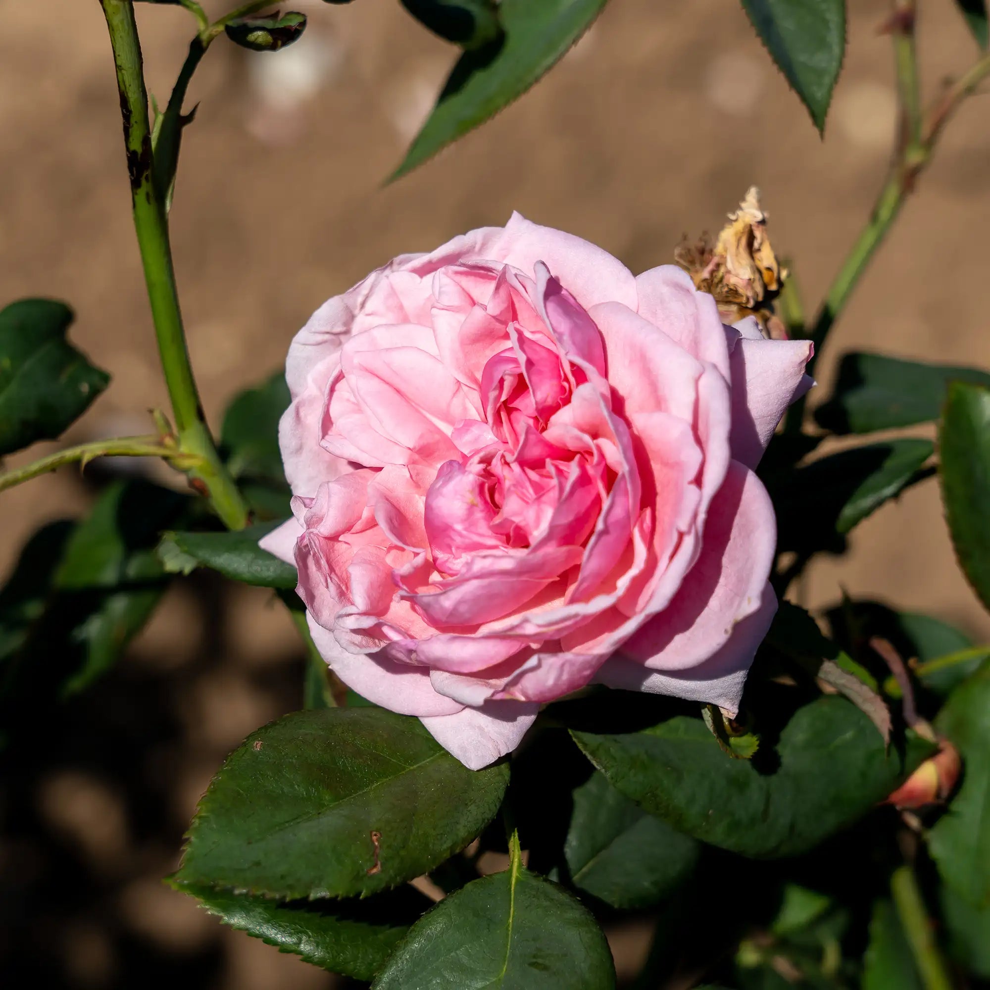 Close-up of a pink Kiss Me Kate rose in bloom with green leaves