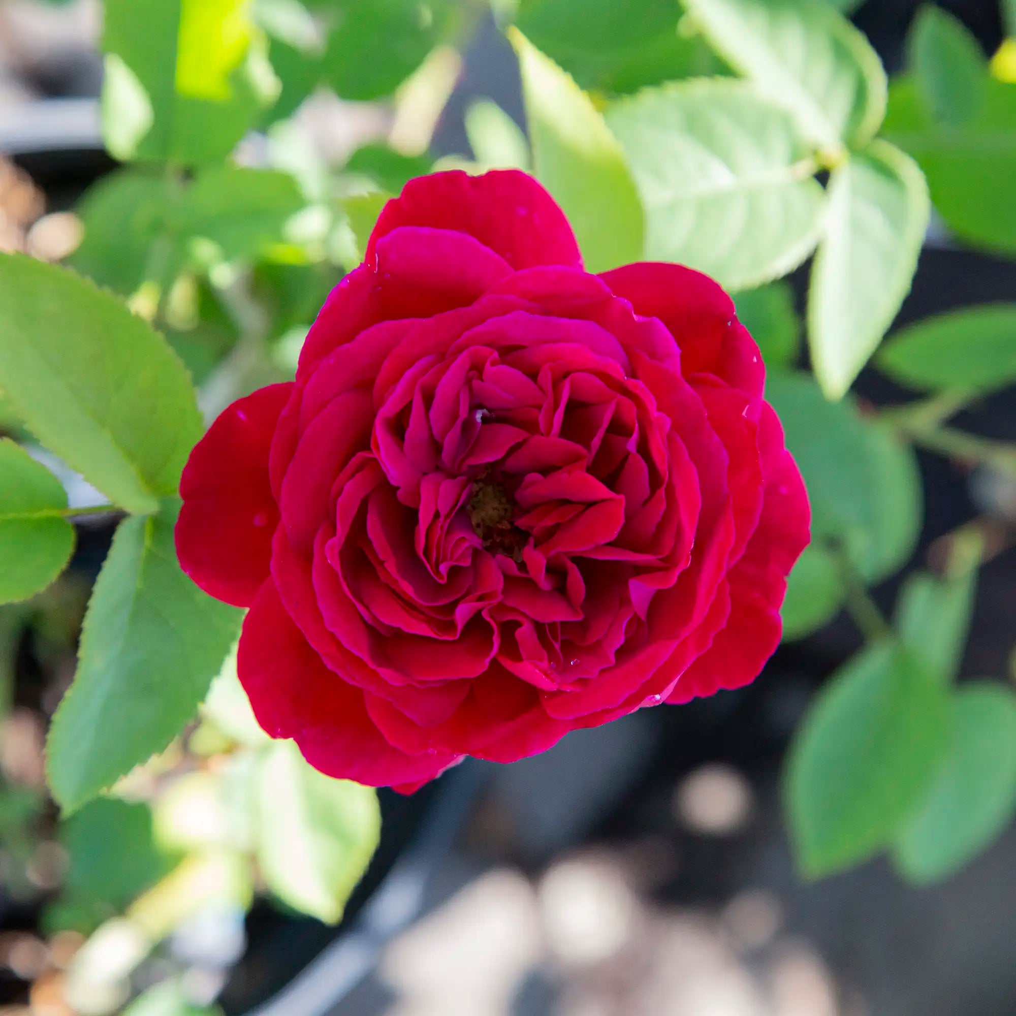 Close-up of a vibrant red rose with green leaves in the background