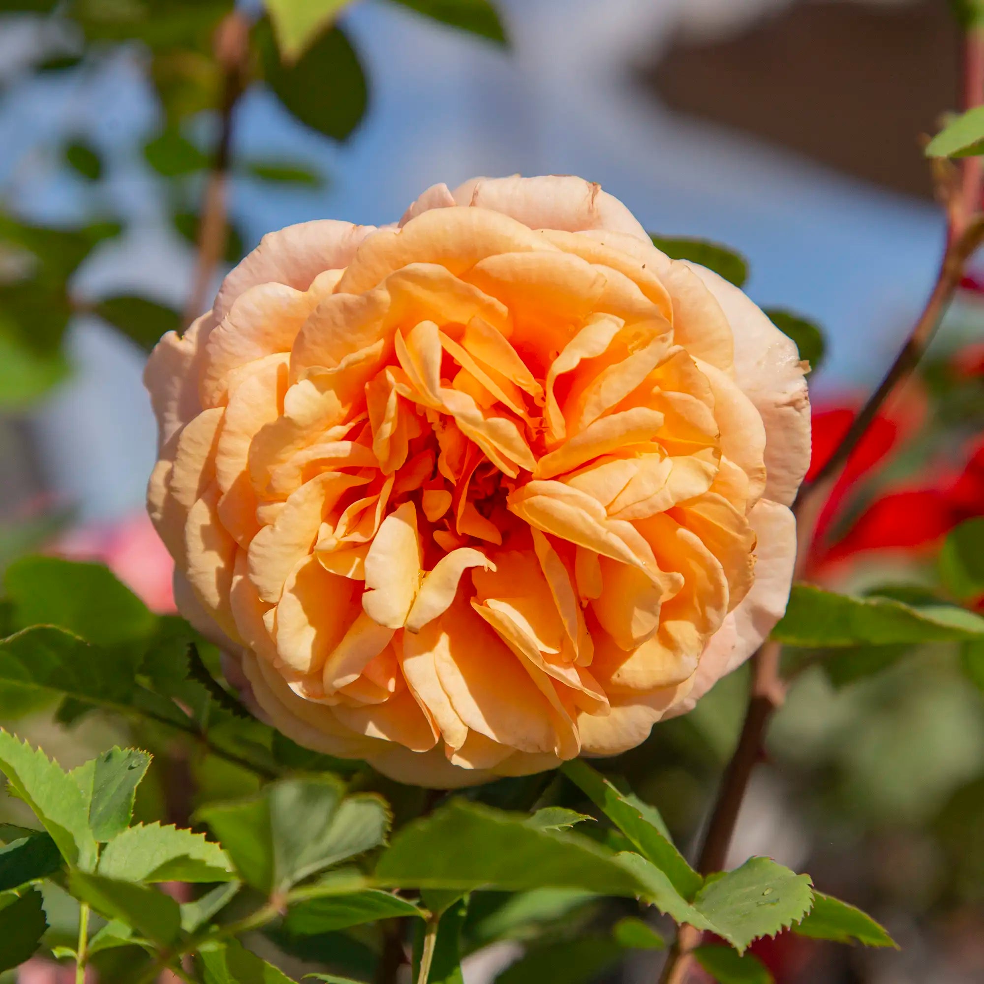 Close-up of a light orange rose in bloom with green leaves in the background