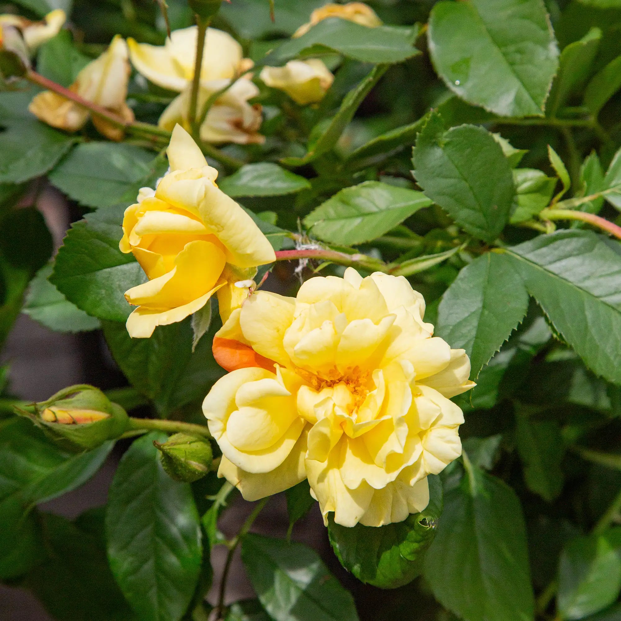 Close-up of yellow Lemon Meringue Rose in bloom with green leaves