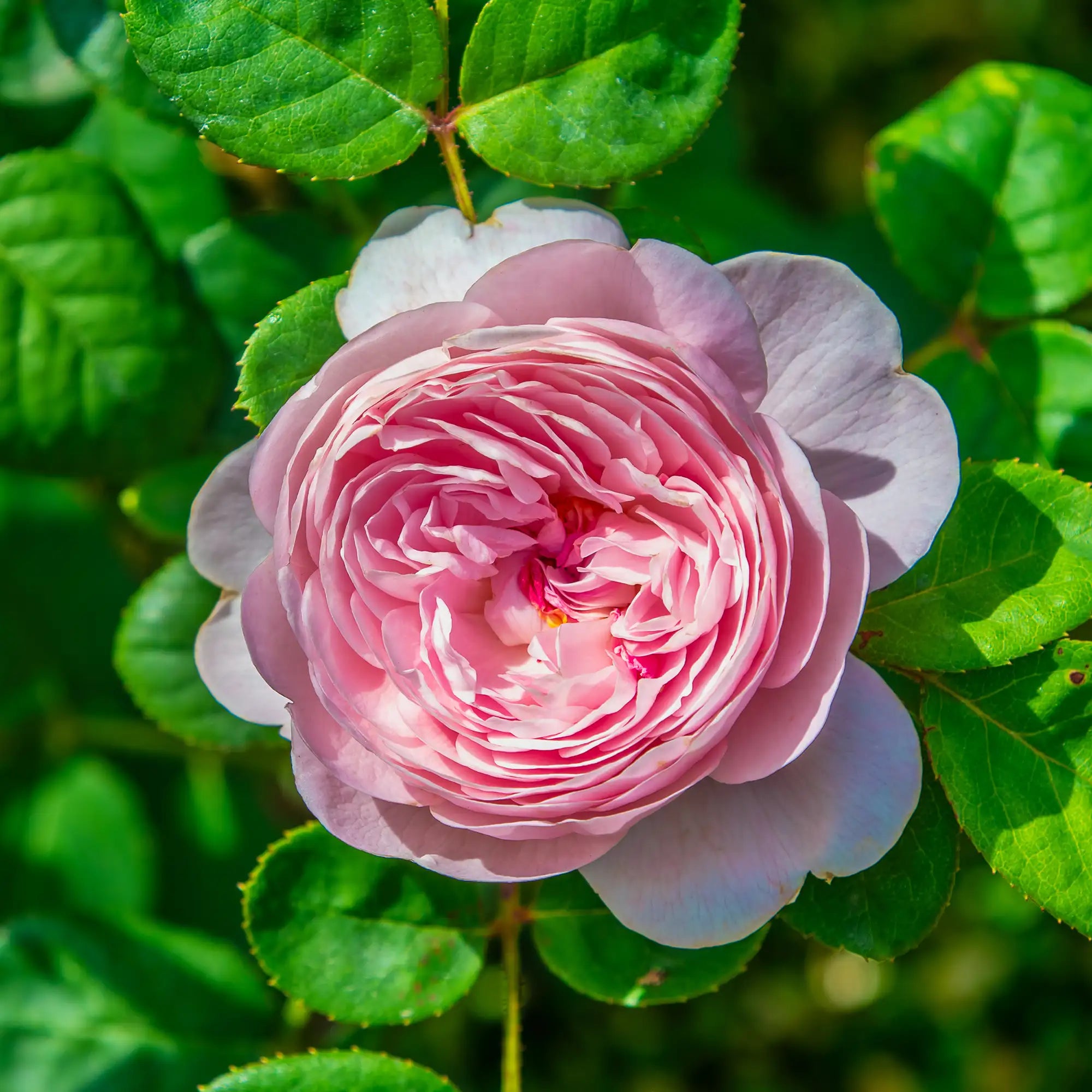 Close-up of a pink rose with green leaves in the background