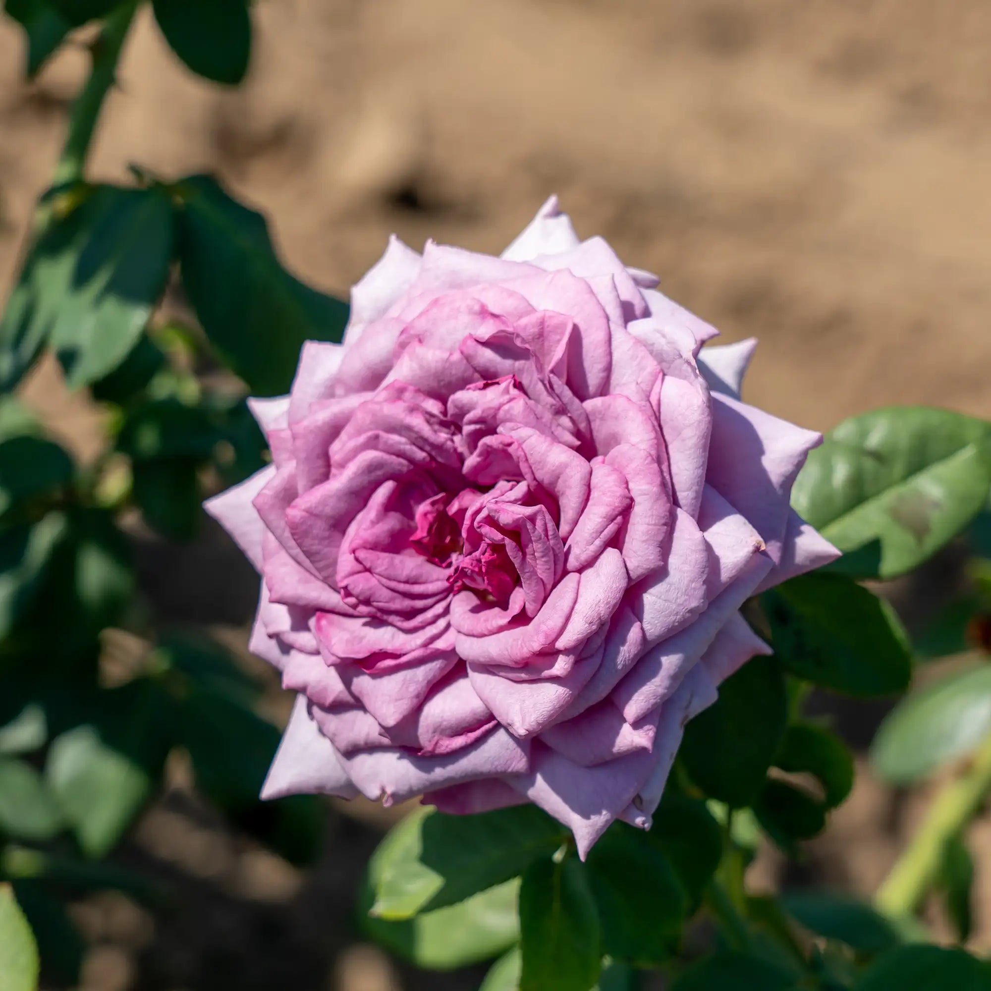 Close-up of a light purple Quciksilver Arborose rose in bloom with green leaves