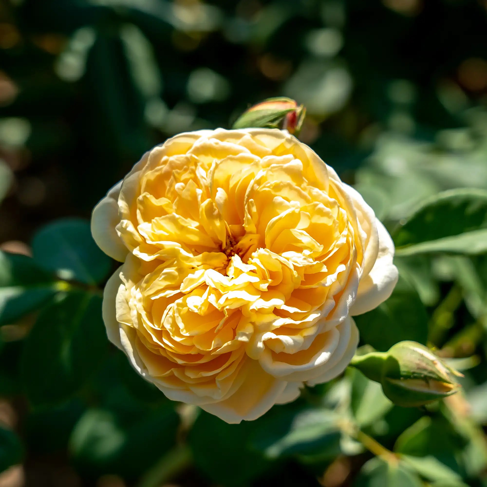 Close-up of a yellow rose with green leaves in the background