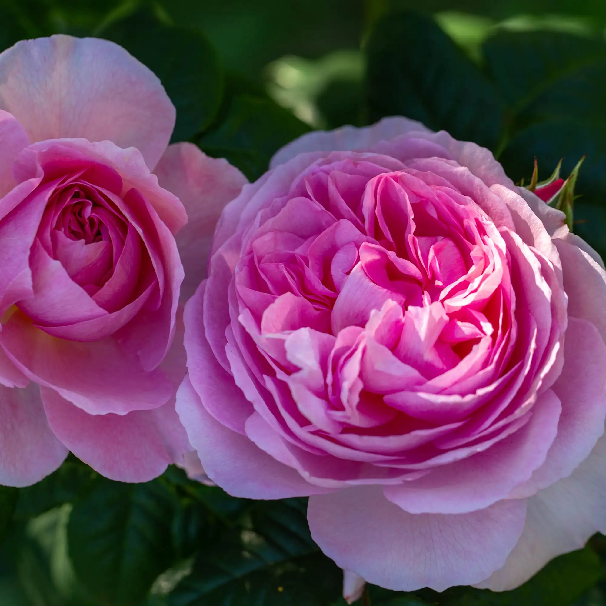 Two pink roses with green leaves in the background