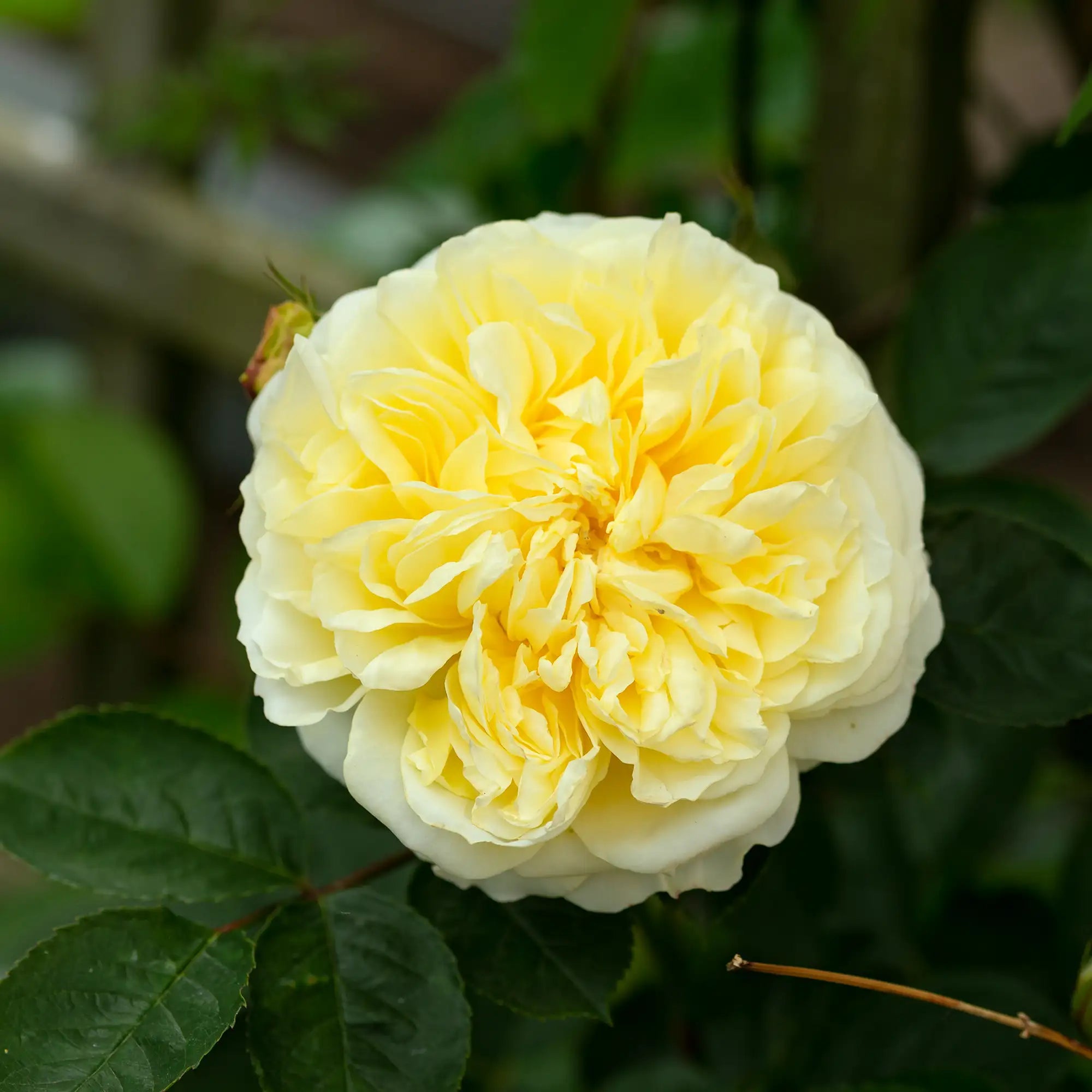 Close-up of a yellow rose with green leaves in the background