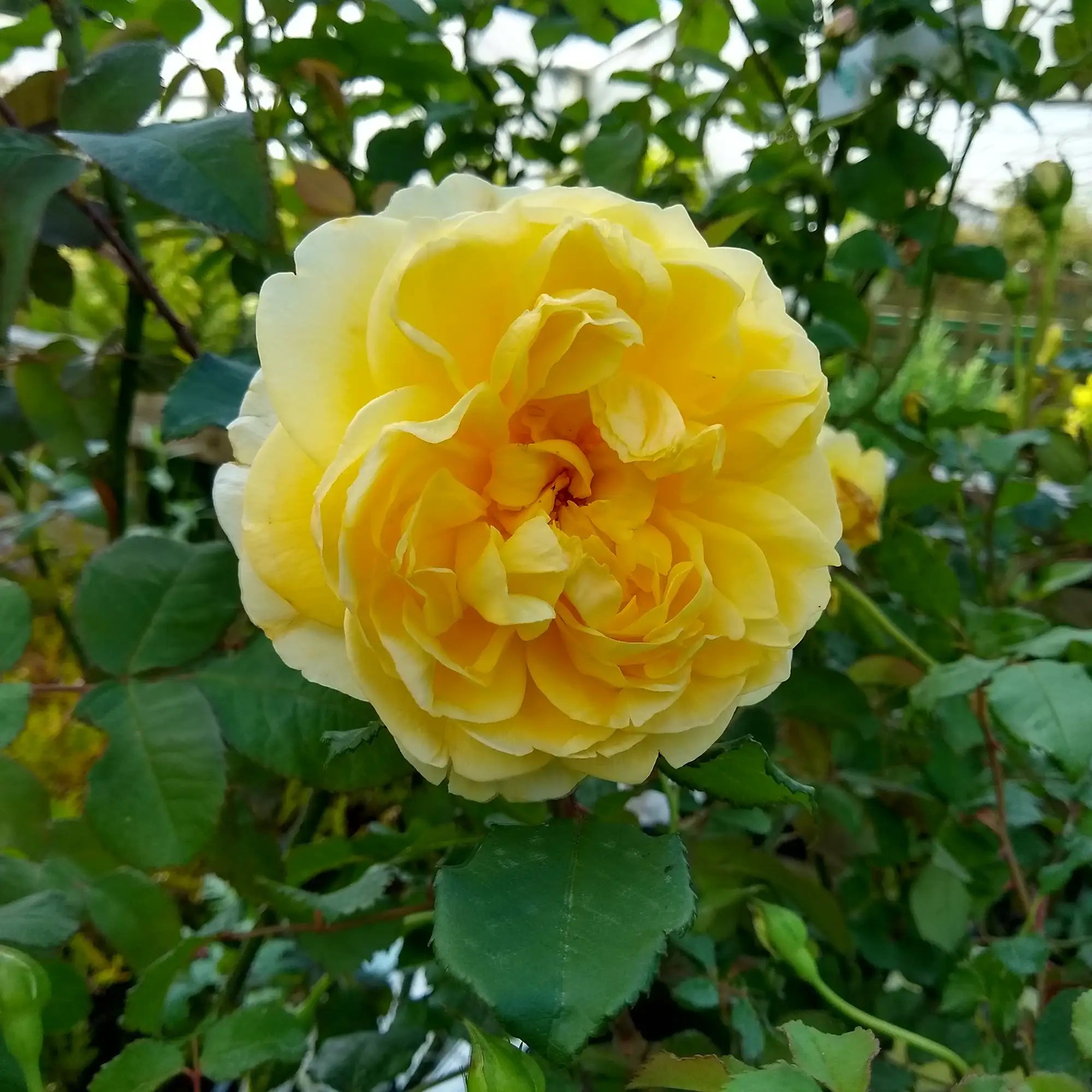Yellow rose with green leaves in a garden setting