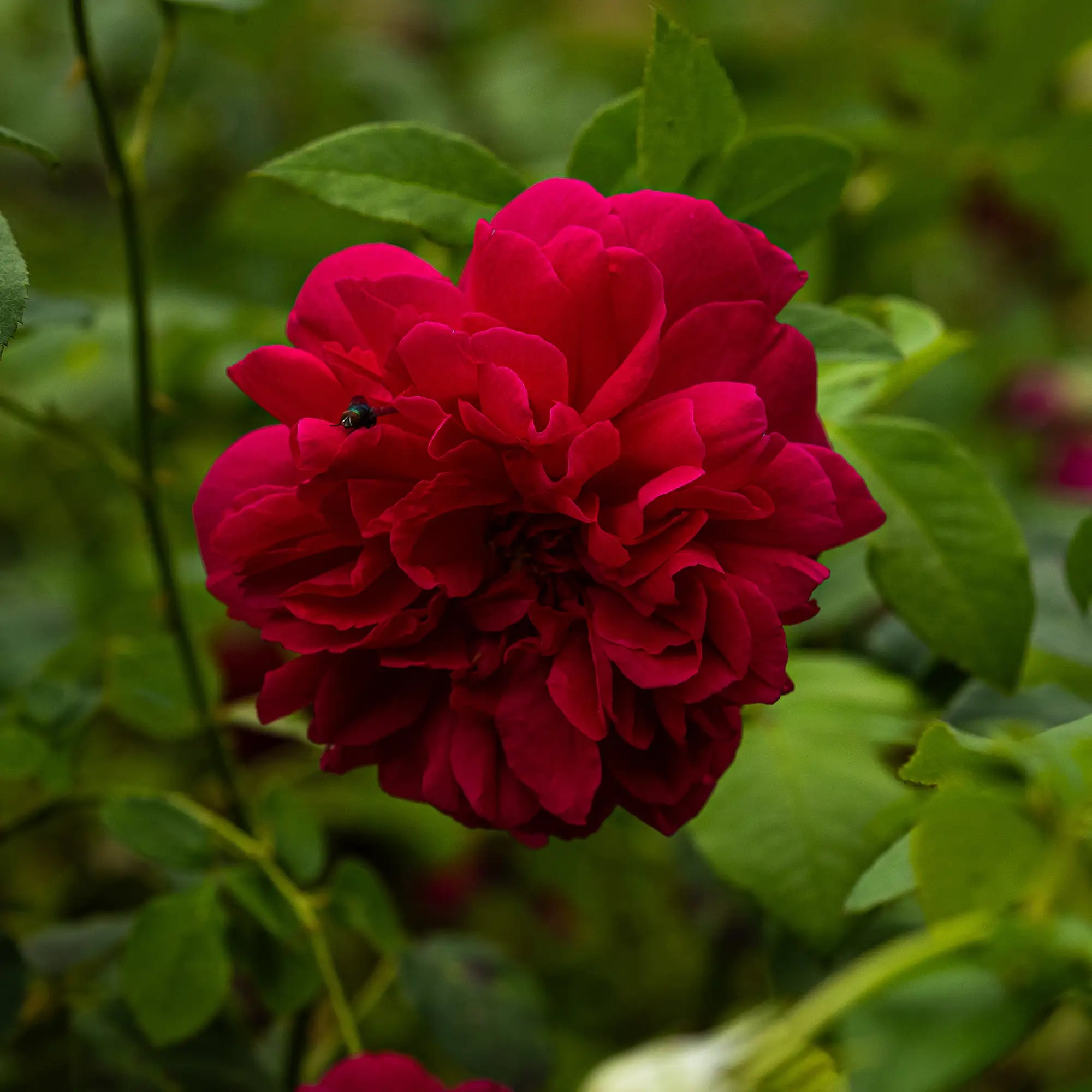 Close-up of a vibrant red rose with green leaves in the background