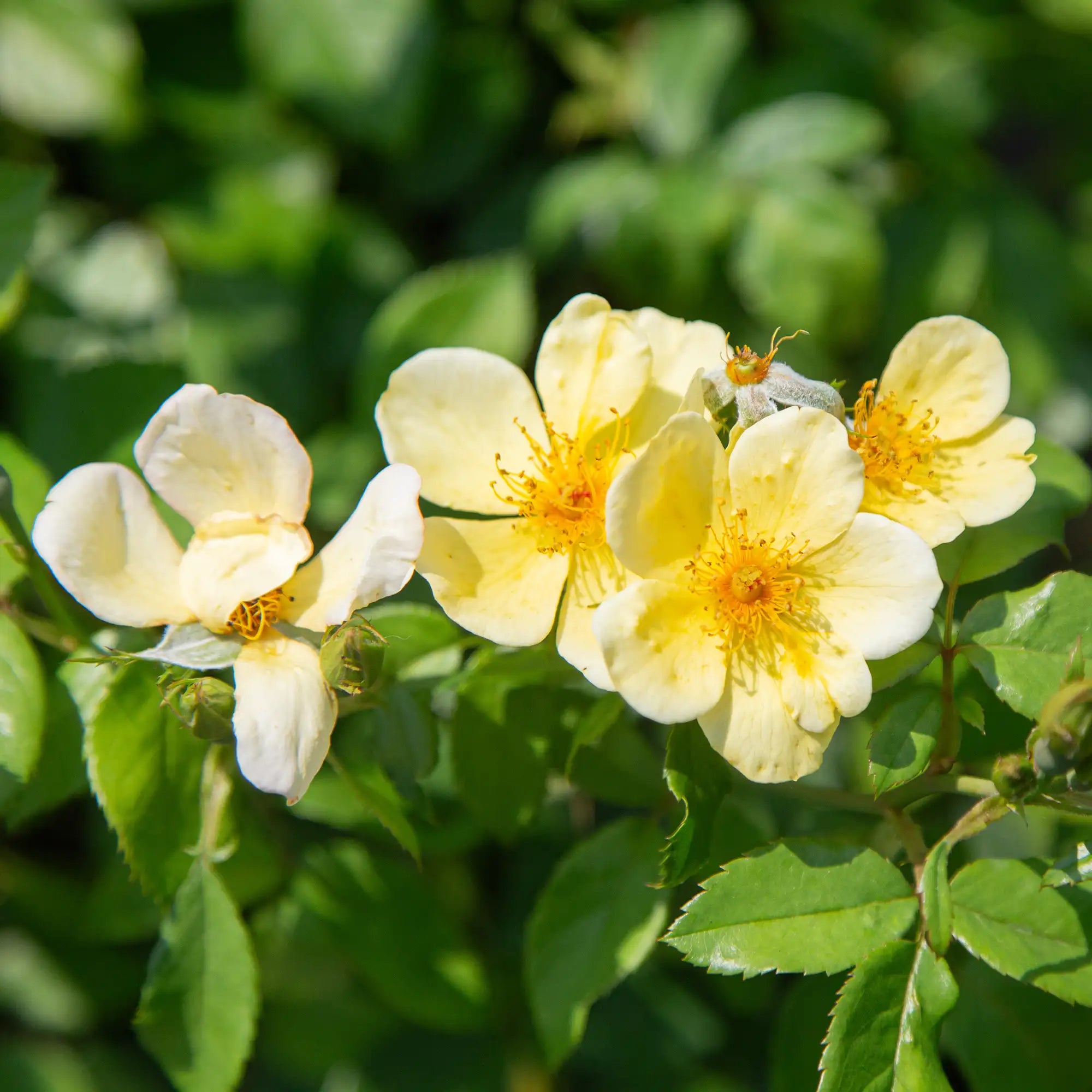Close-up of yellow single roses with green leaves in the background