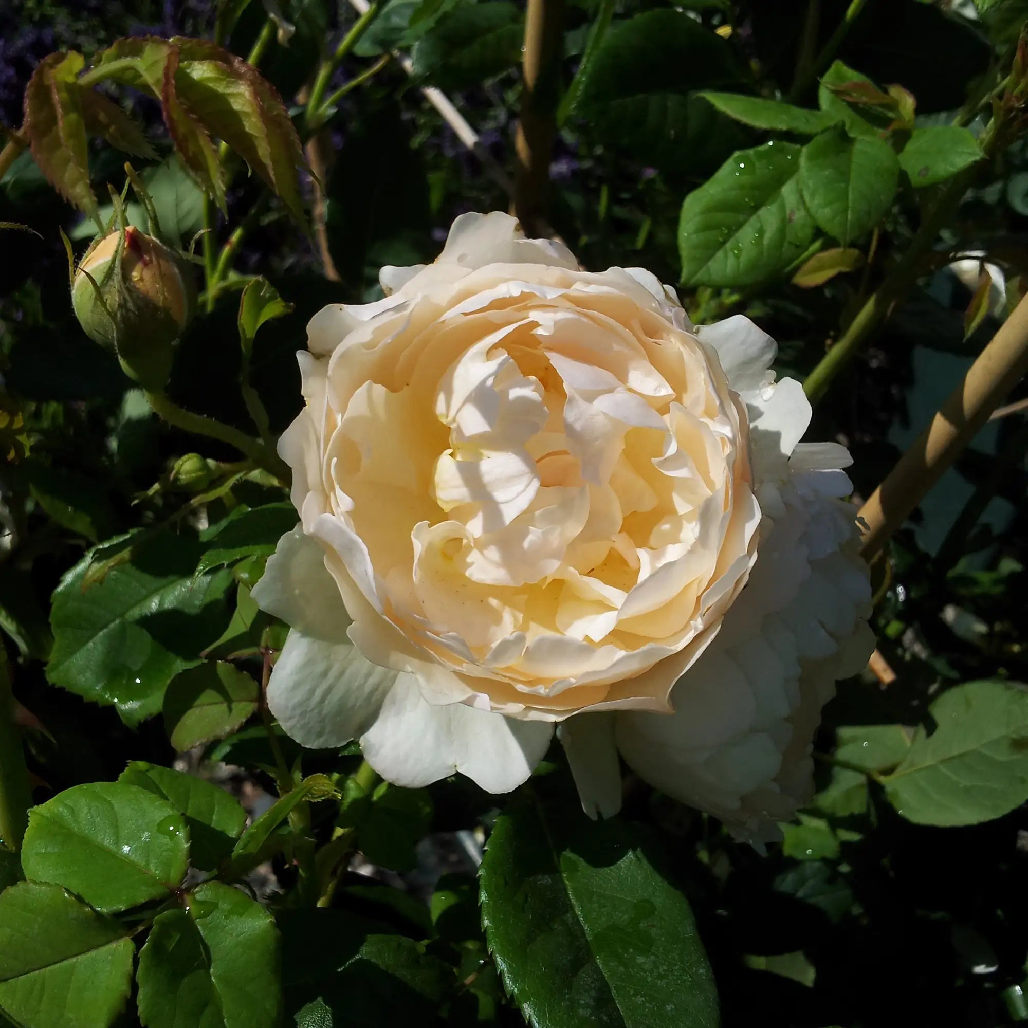 White rose with green leaves in a garden setting