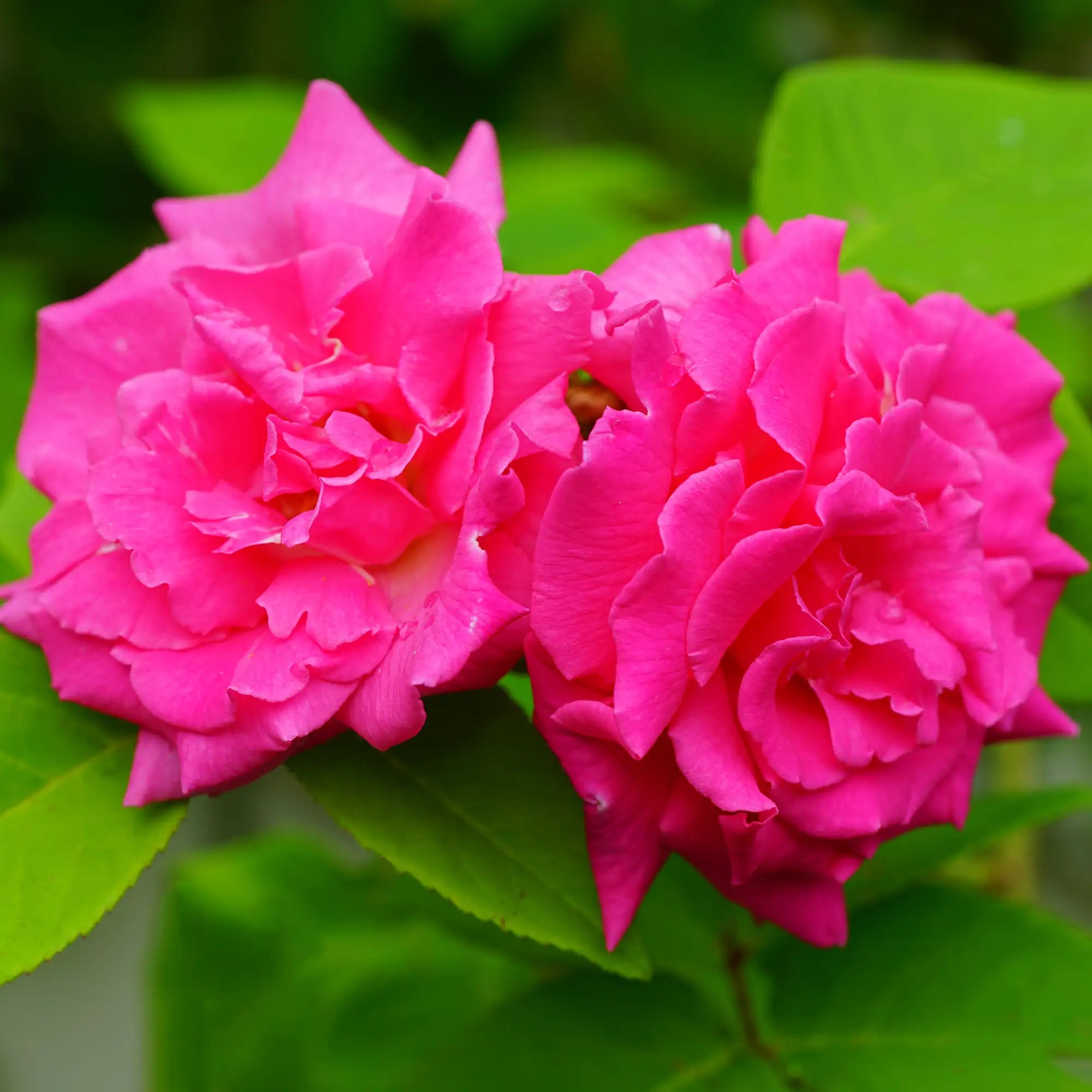 Close-up of pink Zephirine Drouhin Rose in bloom with green leaves