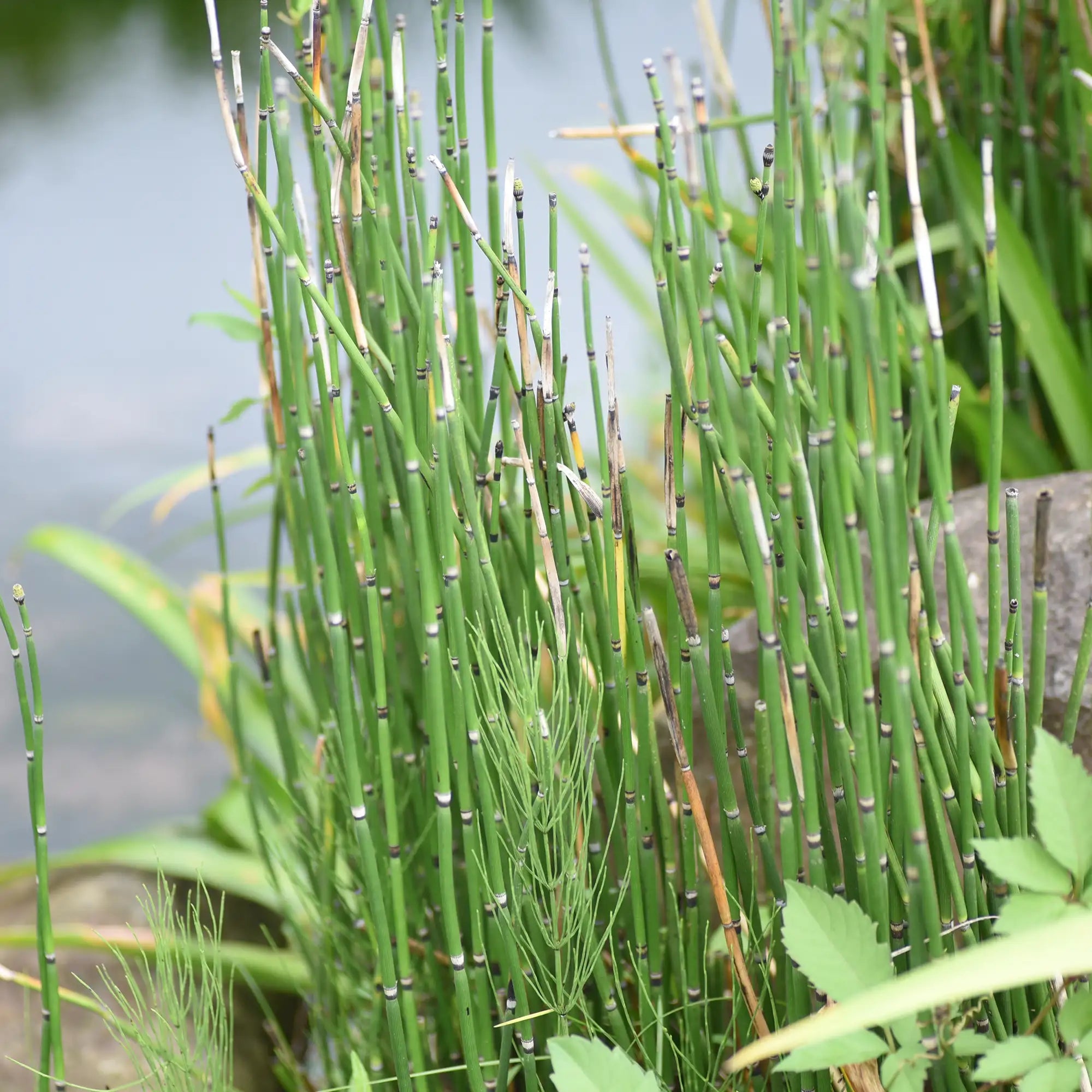 Rough Horsetail by a pond
