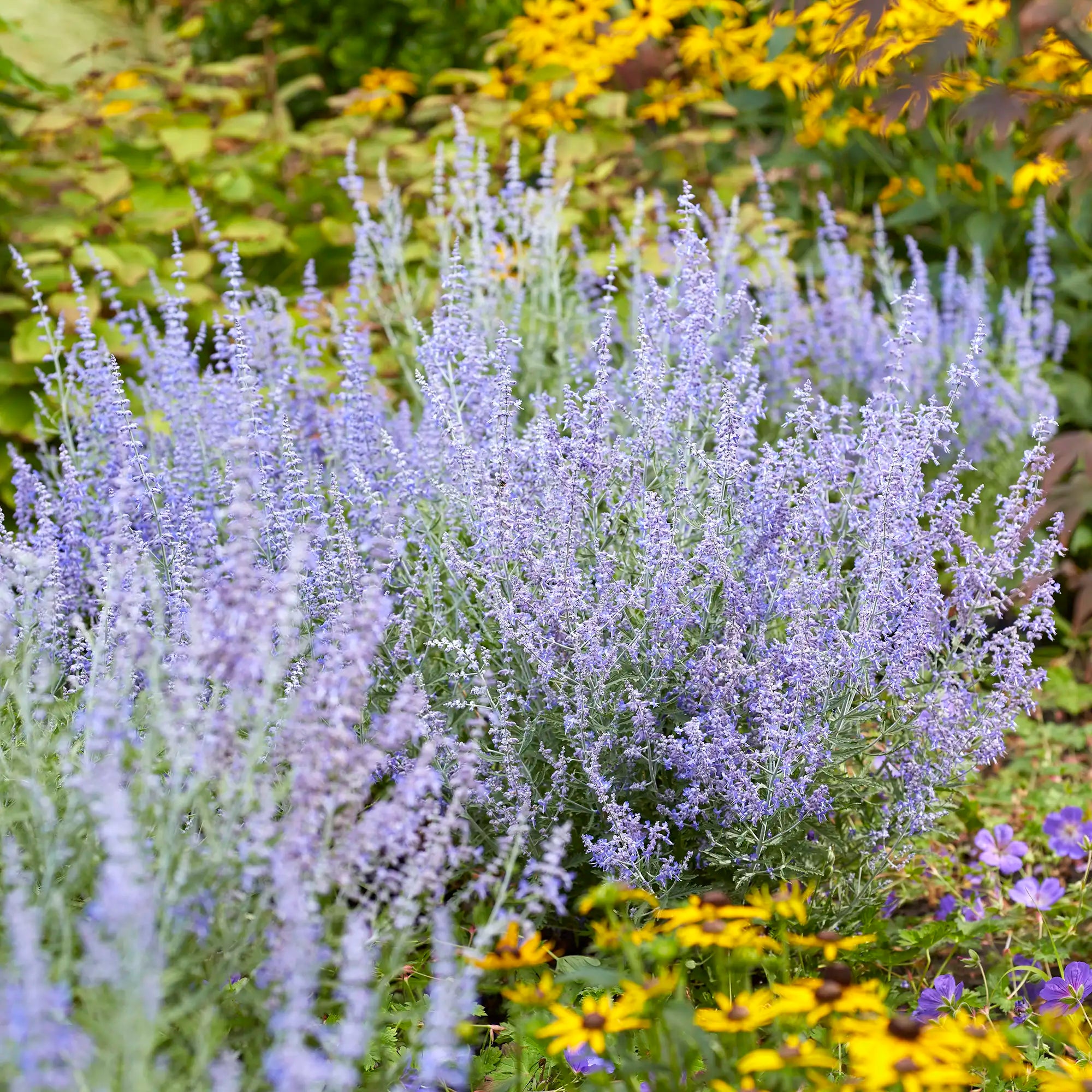 Russian Sage 'Lacey Blue'