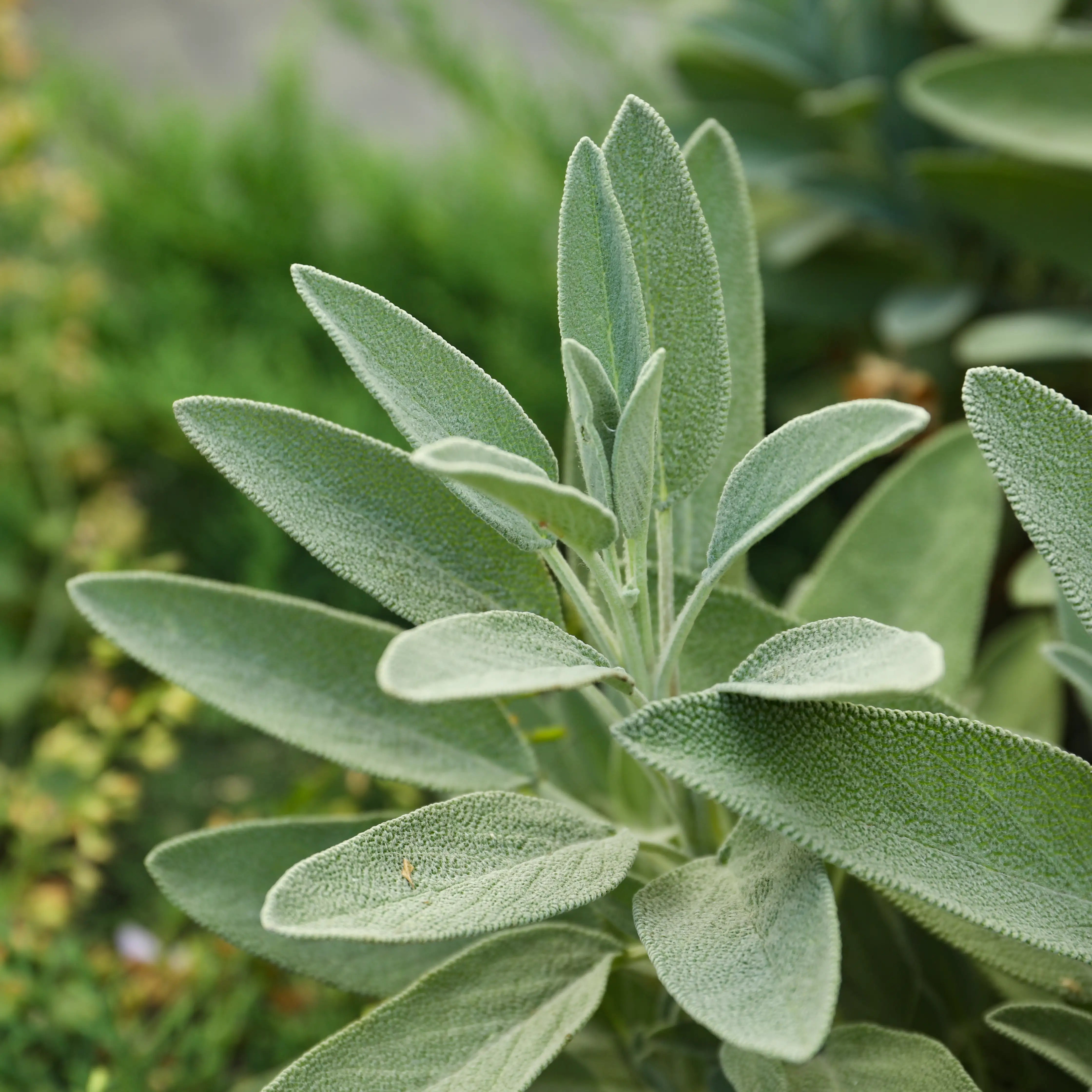 Close-up of a green-grey sage leaves on the plant with a blurred natural background