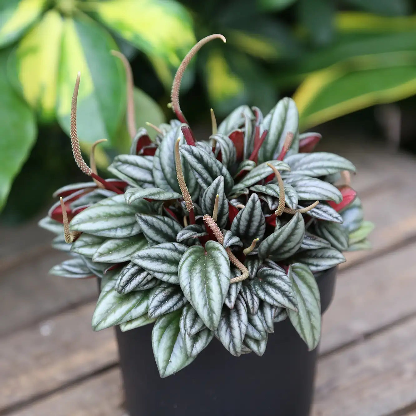 Peperomia 'San Marino'