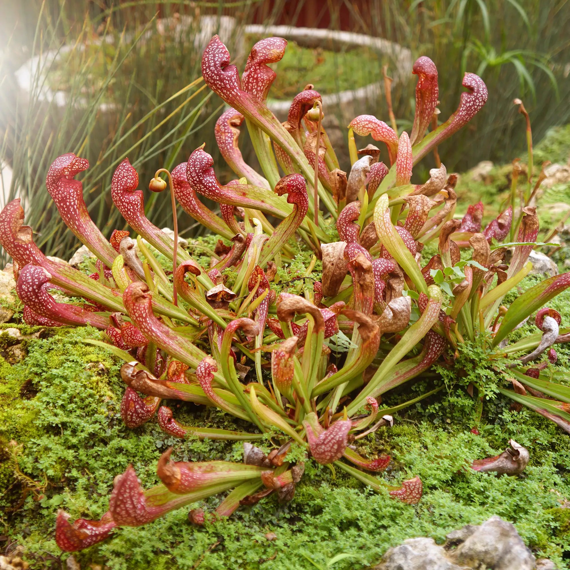 A cluster of pitcher plants with reddish-brown and green tubular traps growing on a mossy rock outdoors.