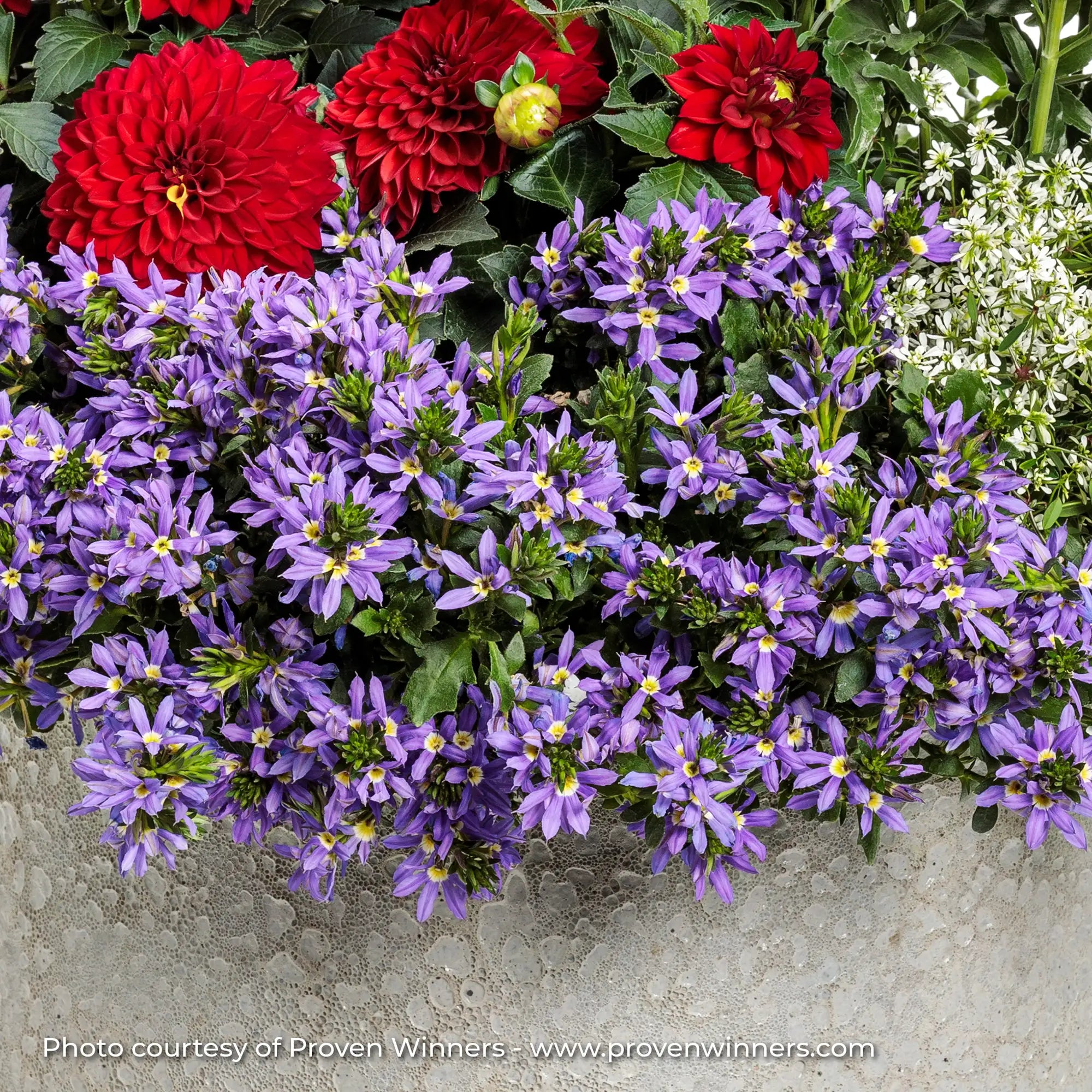 Scaevola 'Stardiva® Blue'