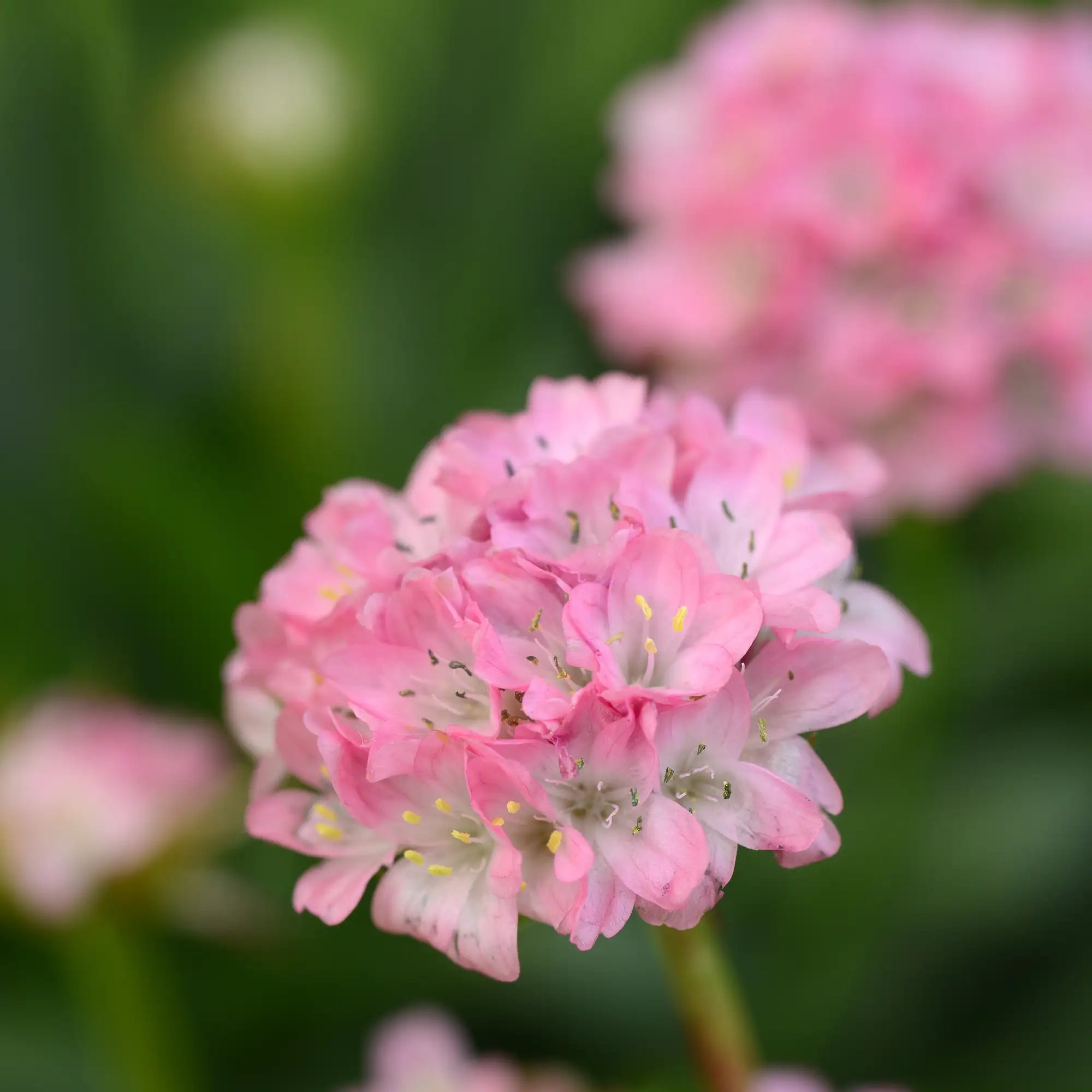 Sea Thrift Dreameria® 'Daydream'